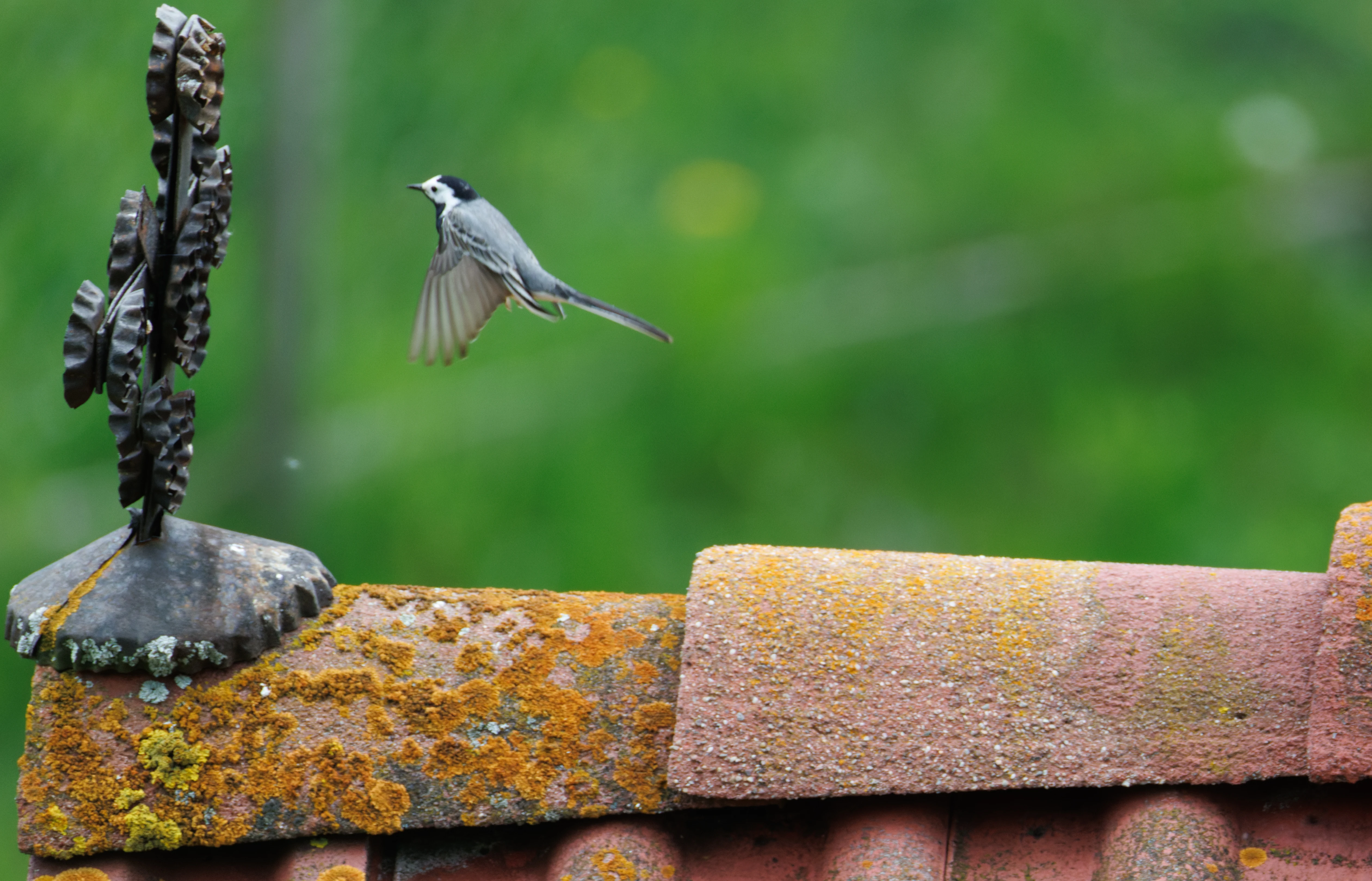 White Wagtail in flight, Transylvania, Romania — photo by Orlando Prugel-Bennett