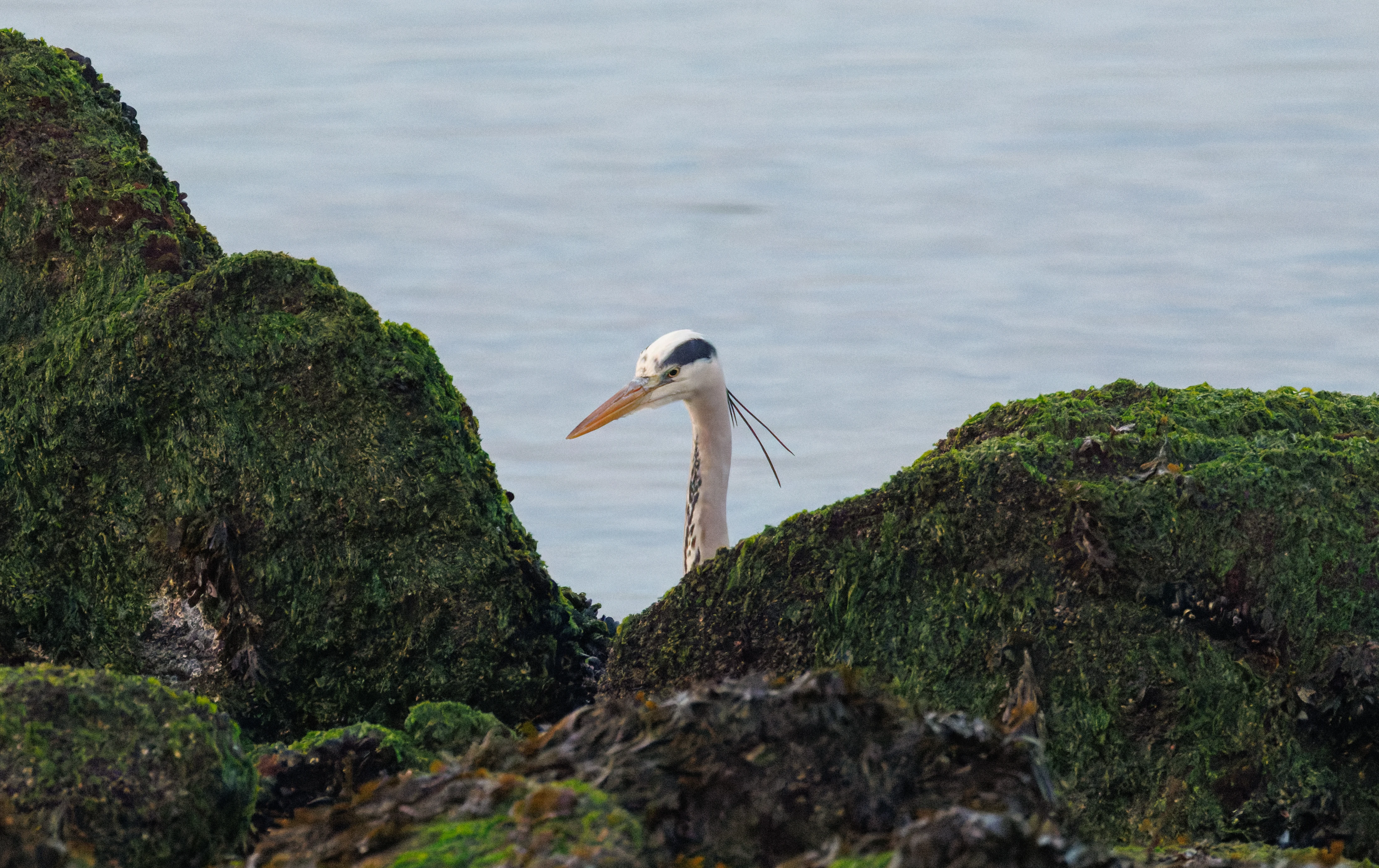 Grey Heron, Zeeland, Netherlands — photo by Orlando Prugel-Bennett