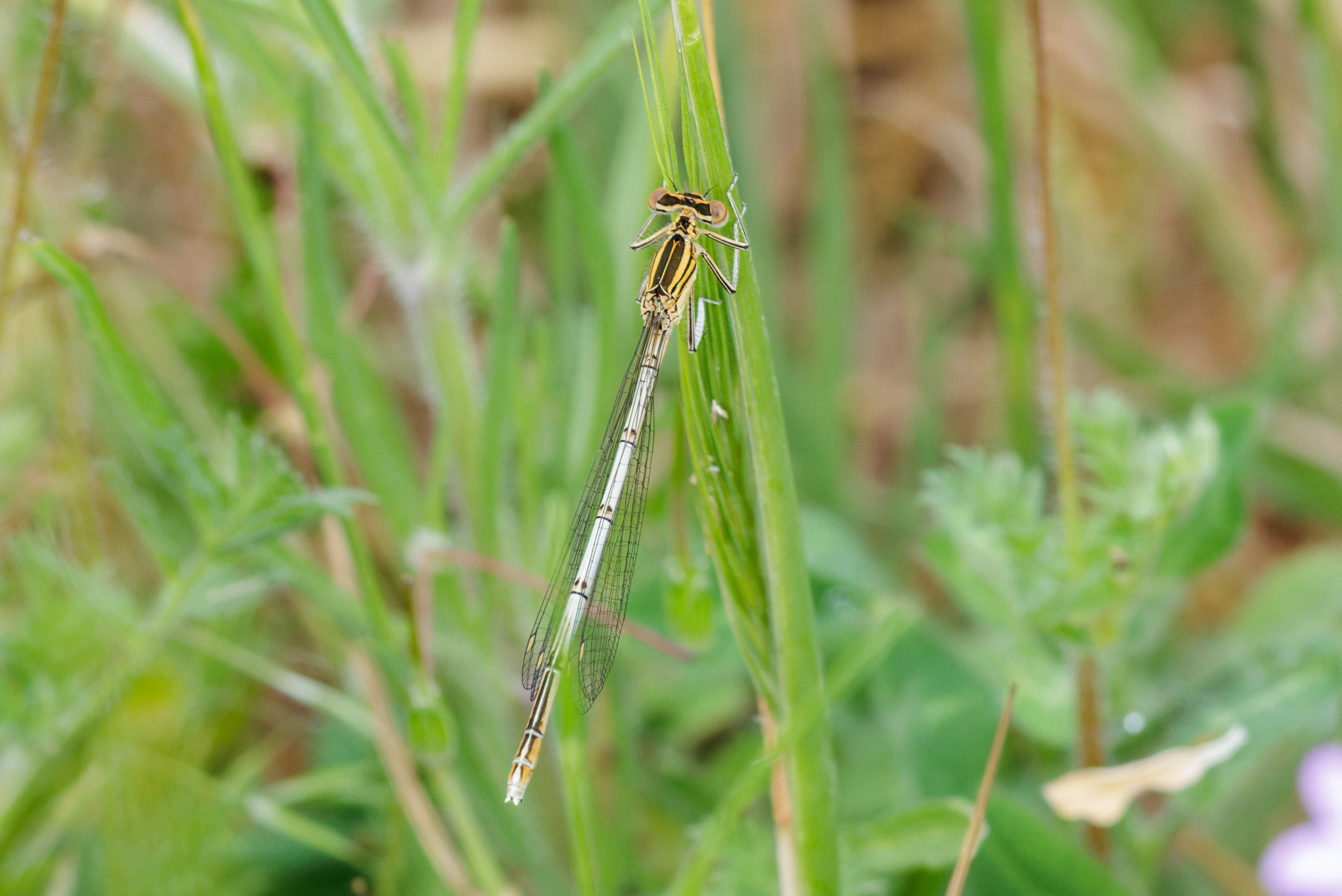 Common Blue Damselfly, Danube Delta, Romania — photo by Orlando Prugel-Bennett