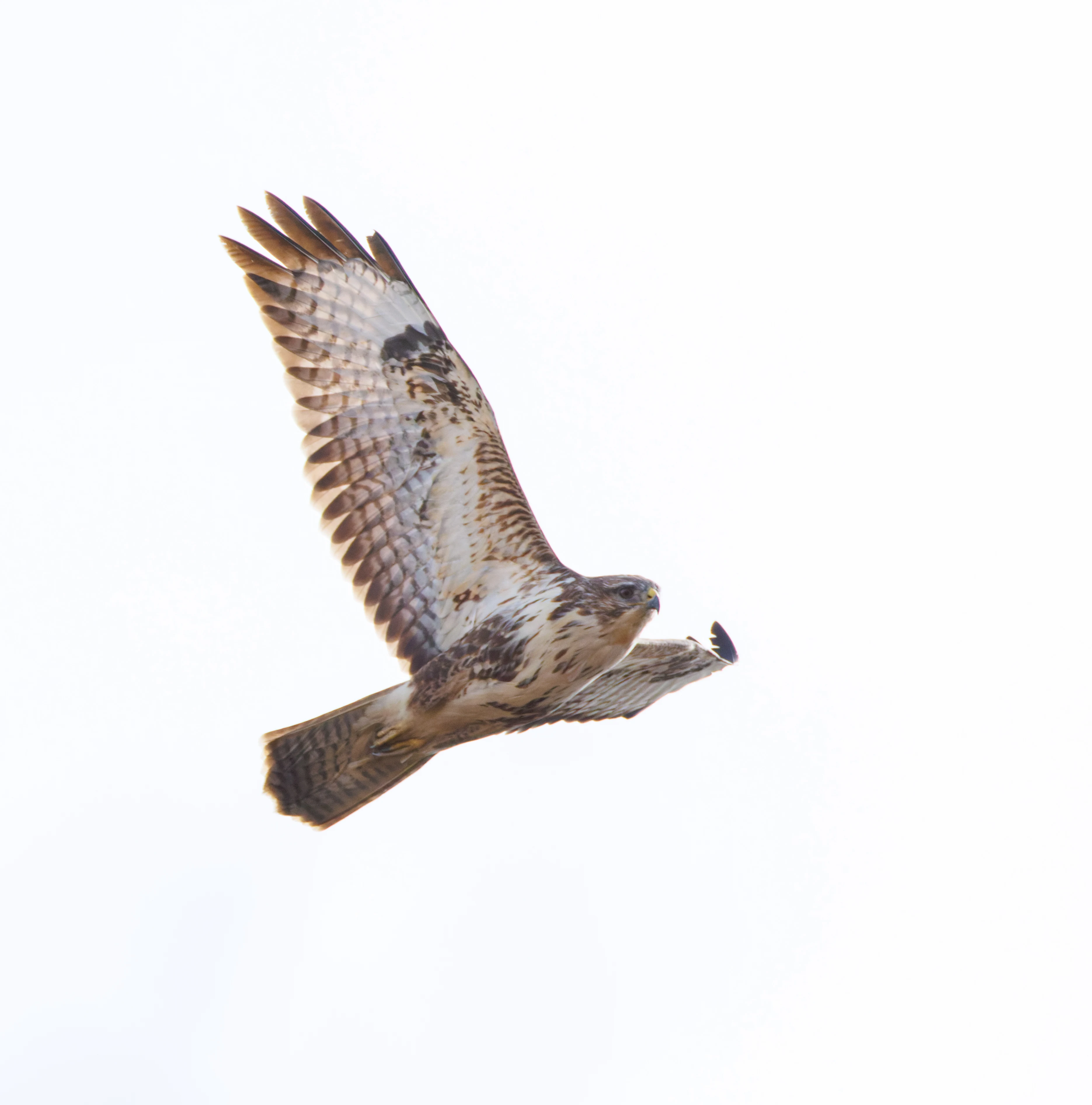 Common Buzzard, Pig Bush, Hampshire, UK — photo by Orlando Prugel-Bennett