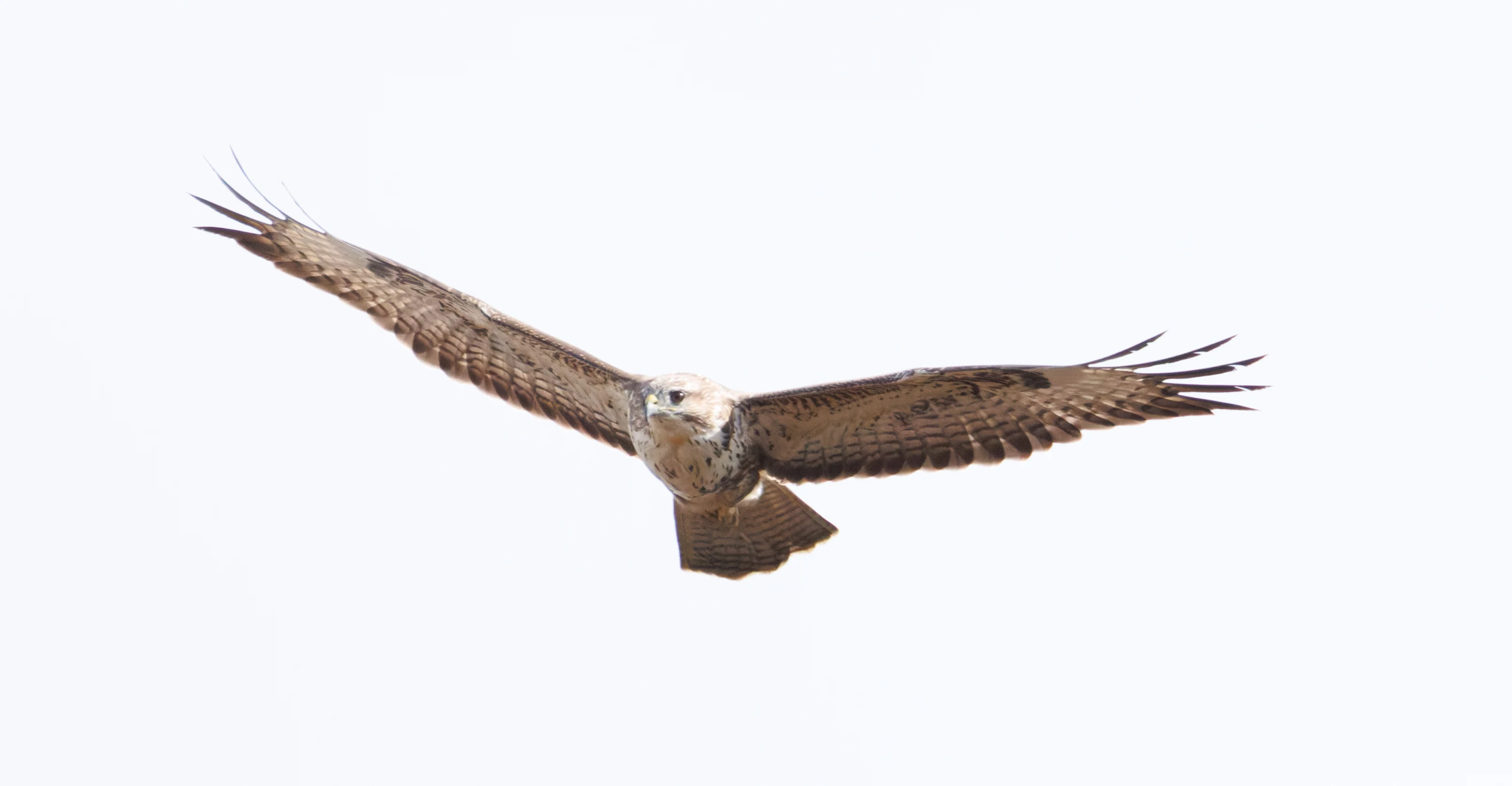 Common Buzzard, Pig Bush, Hampshire, UK — photo by Orlando Prugel-Bennett