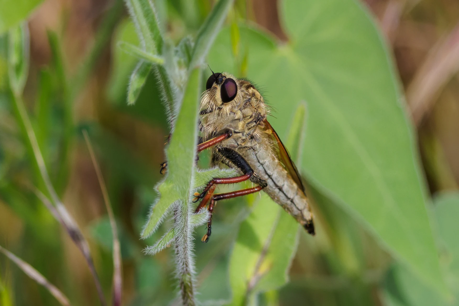 Robber Fly, Danube Delta, Romania — photo by Orlando Prugel-Bennett