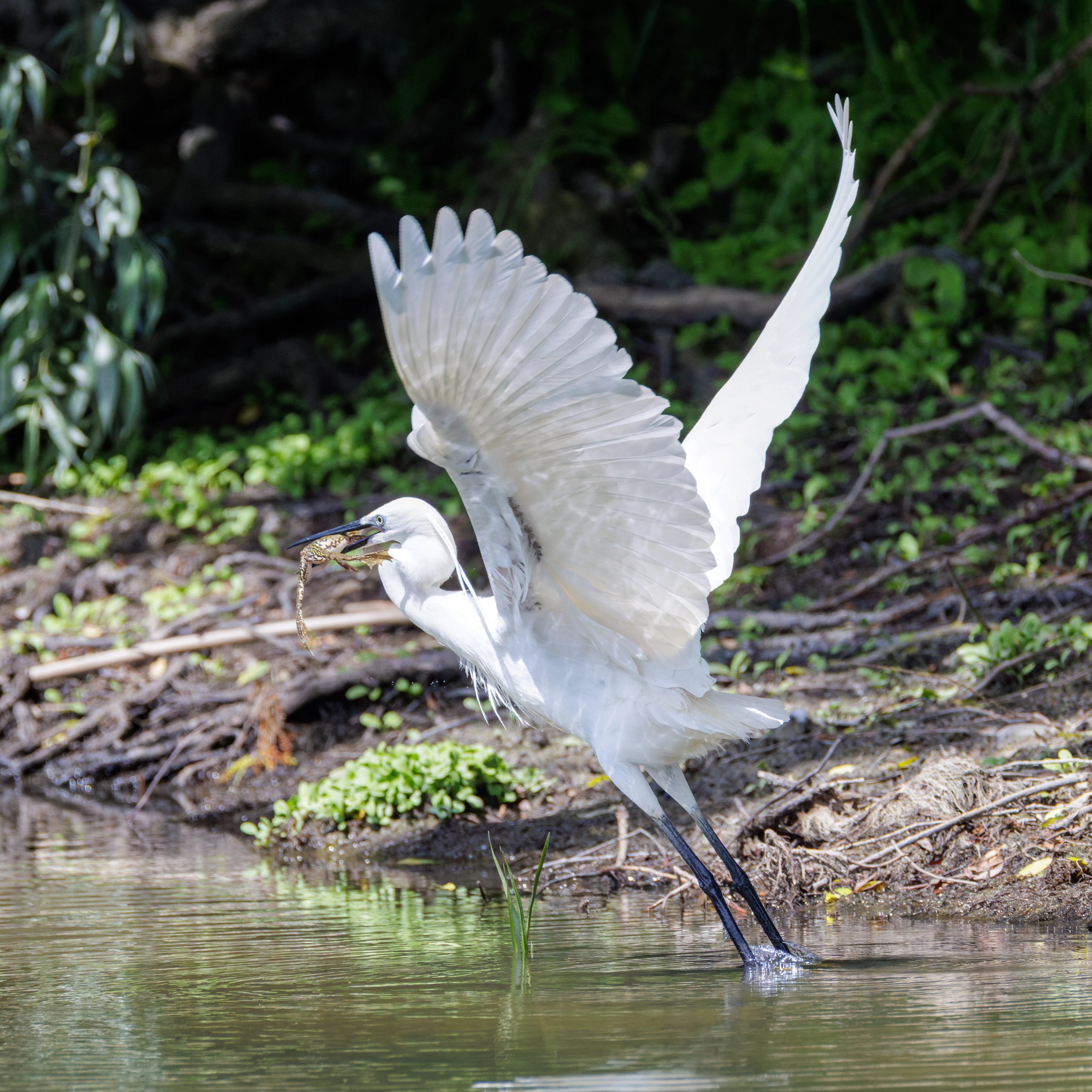 Little Egret with frog, Danube Delta, Romania — photo by Orlando Prugel-Bennett
