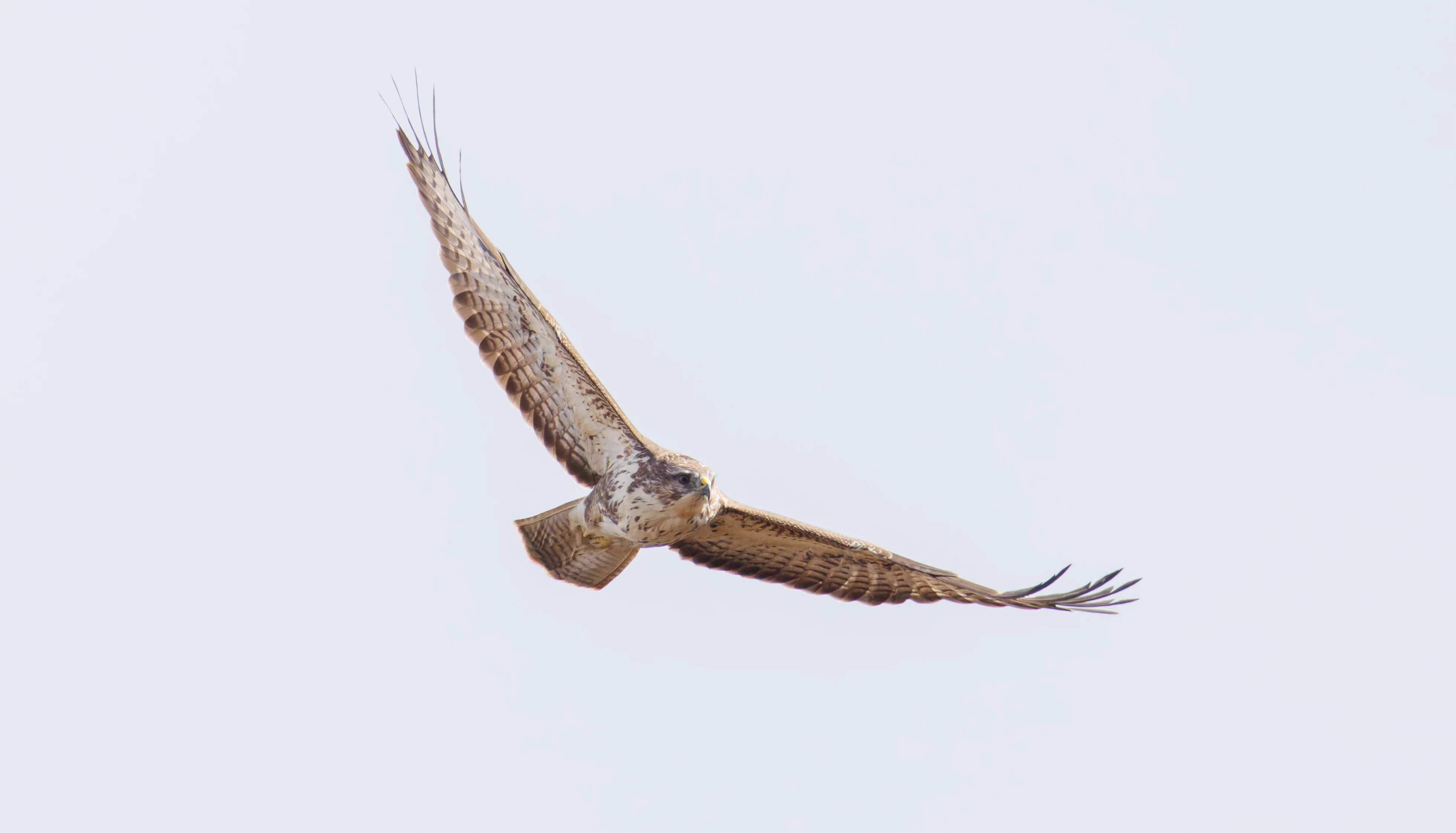 Common Buzzard, Pig Bush, Hampshire, UK — photo by Orlando Prugel-Bennett