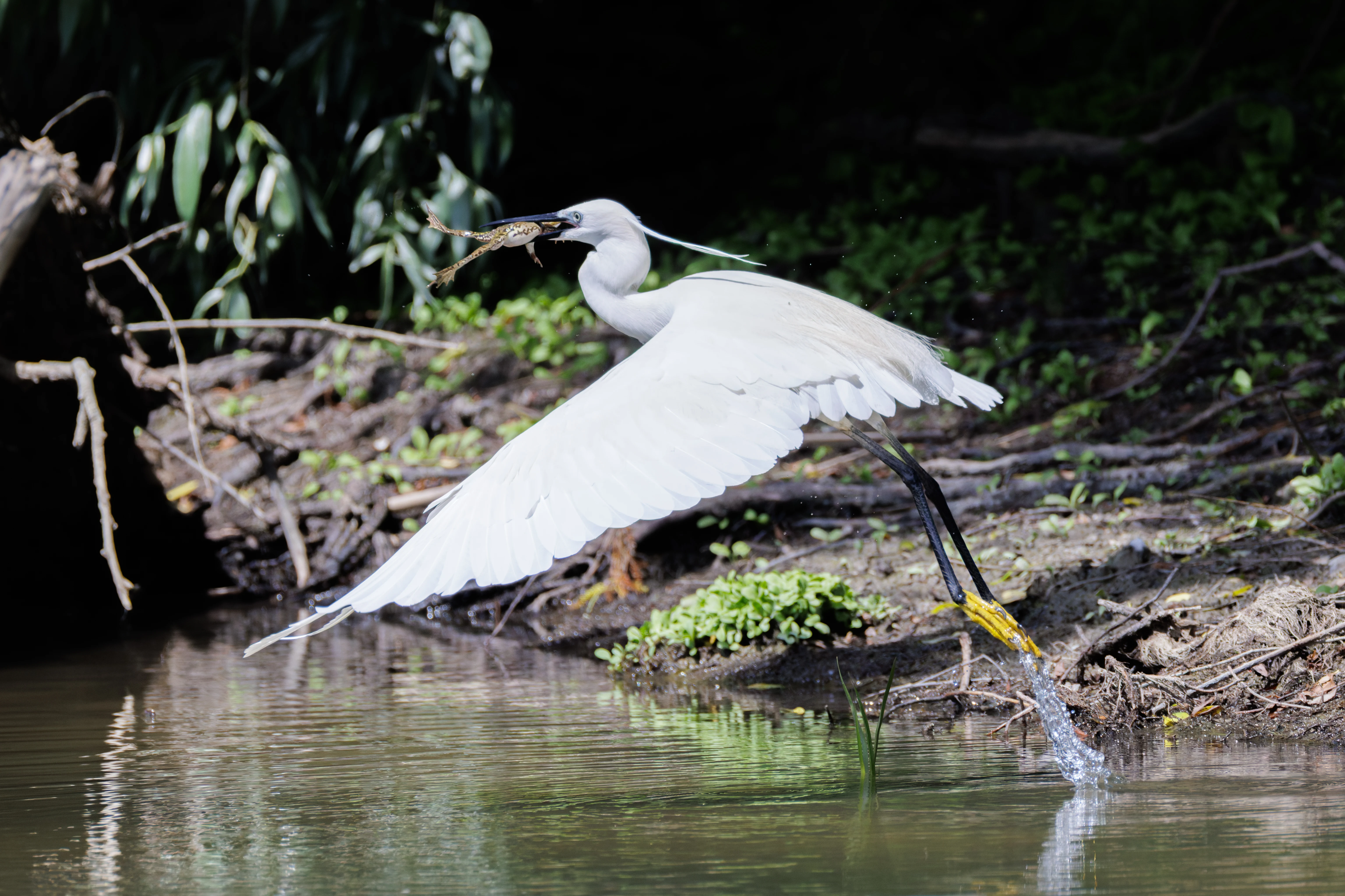 Little Egret with frog, Danube Delta, Romania — photo by Orlando Prugel-Bennett