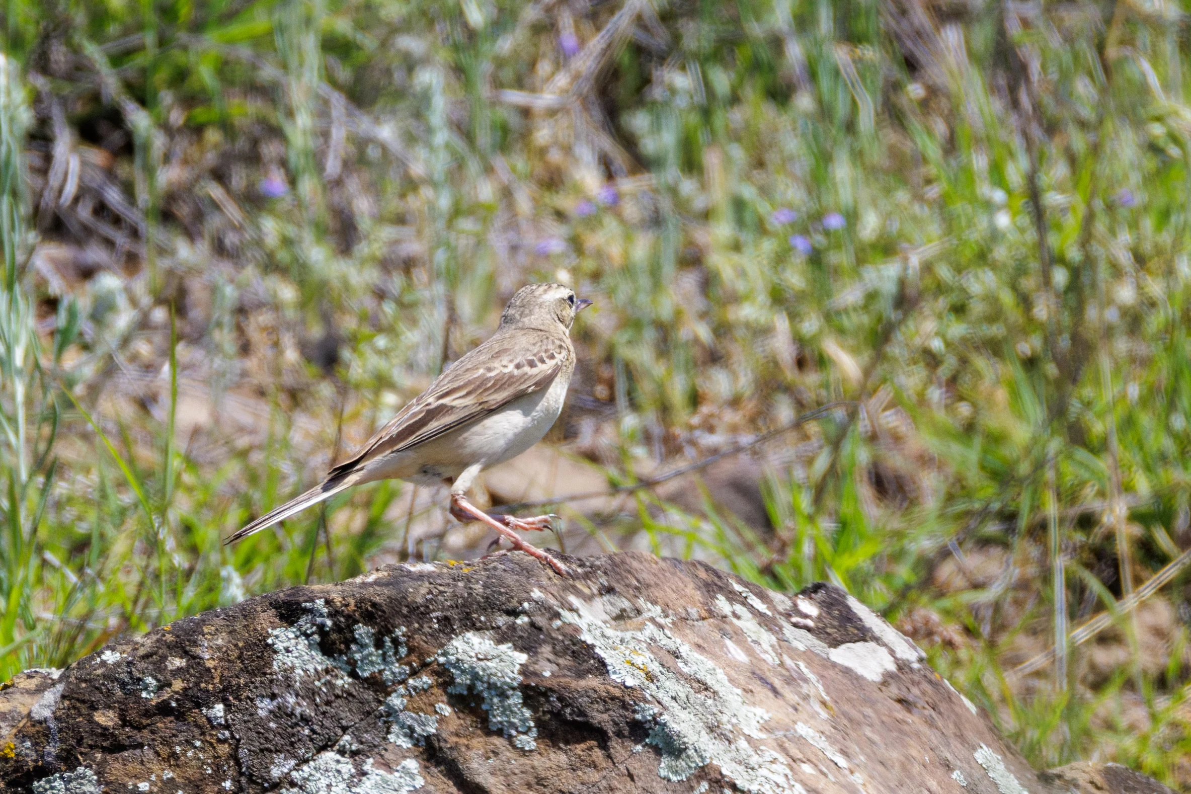 Tawny pipit, Romanian Steppe, Romania — photo by Orlando Prugel-Bennett