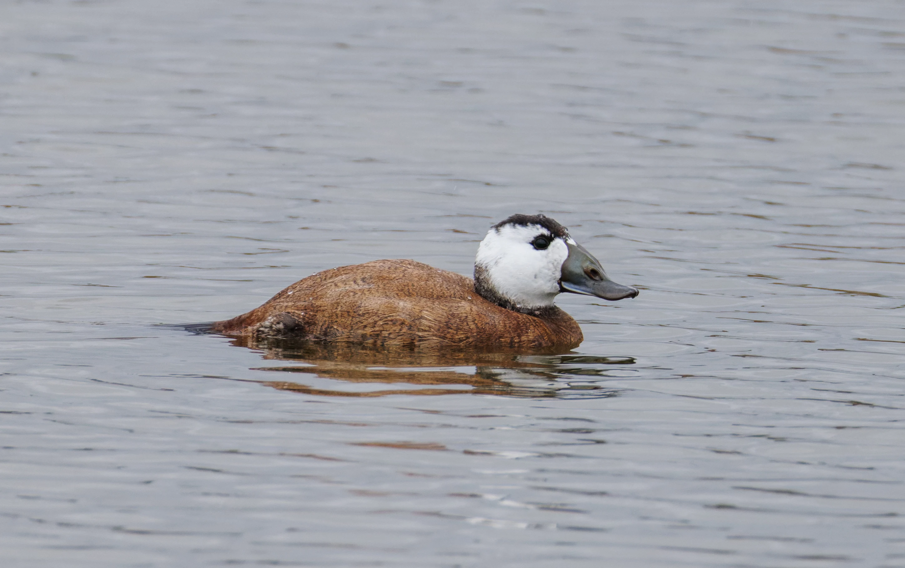 White-headed Duck, Clot de Galvany, Alicante, Spain — photo by Orlando Prugel-Bennett
