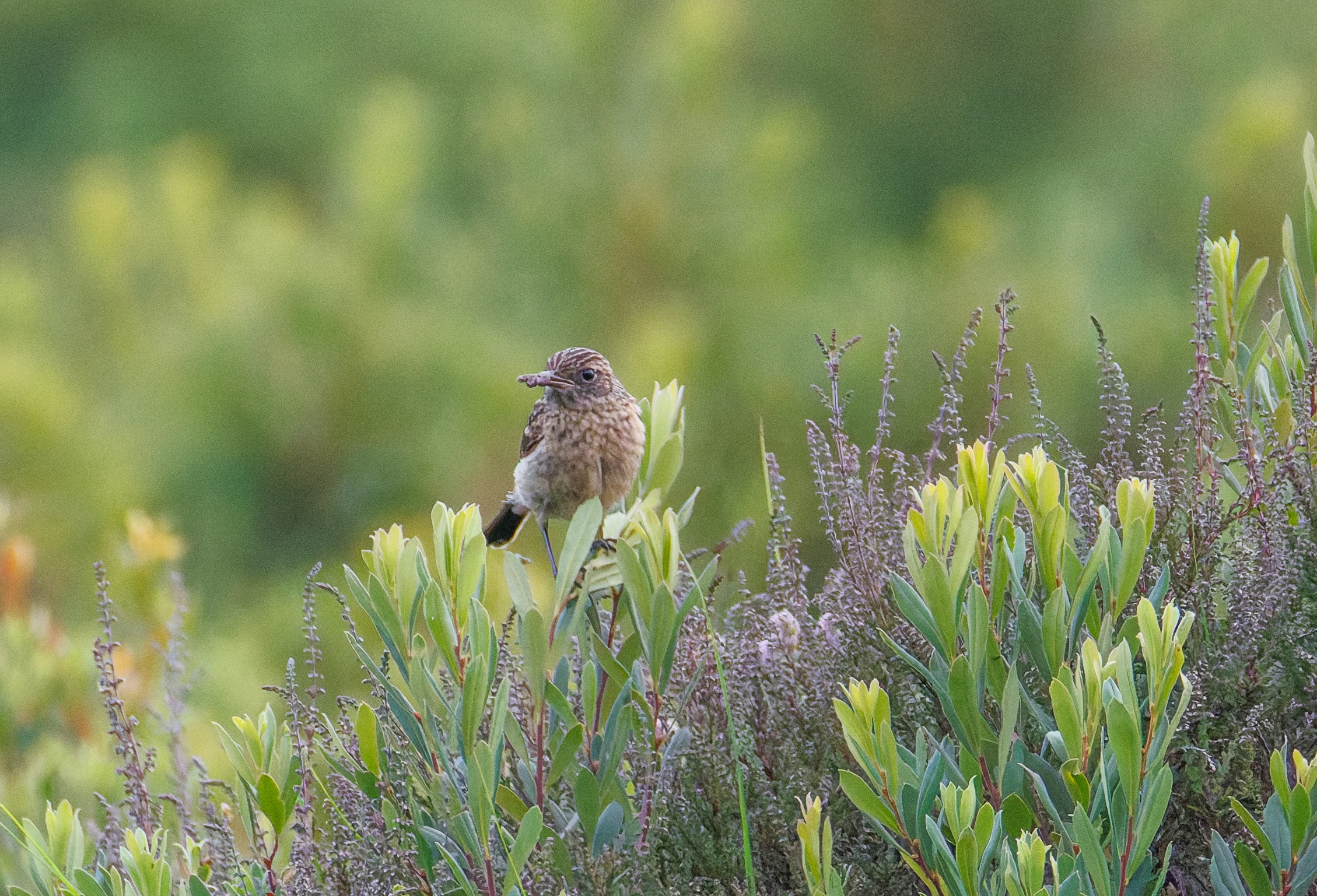 Stonechat, Pig Bush, New Forest, Hampshire, UK — photo by Orlando Prugel-Bennett