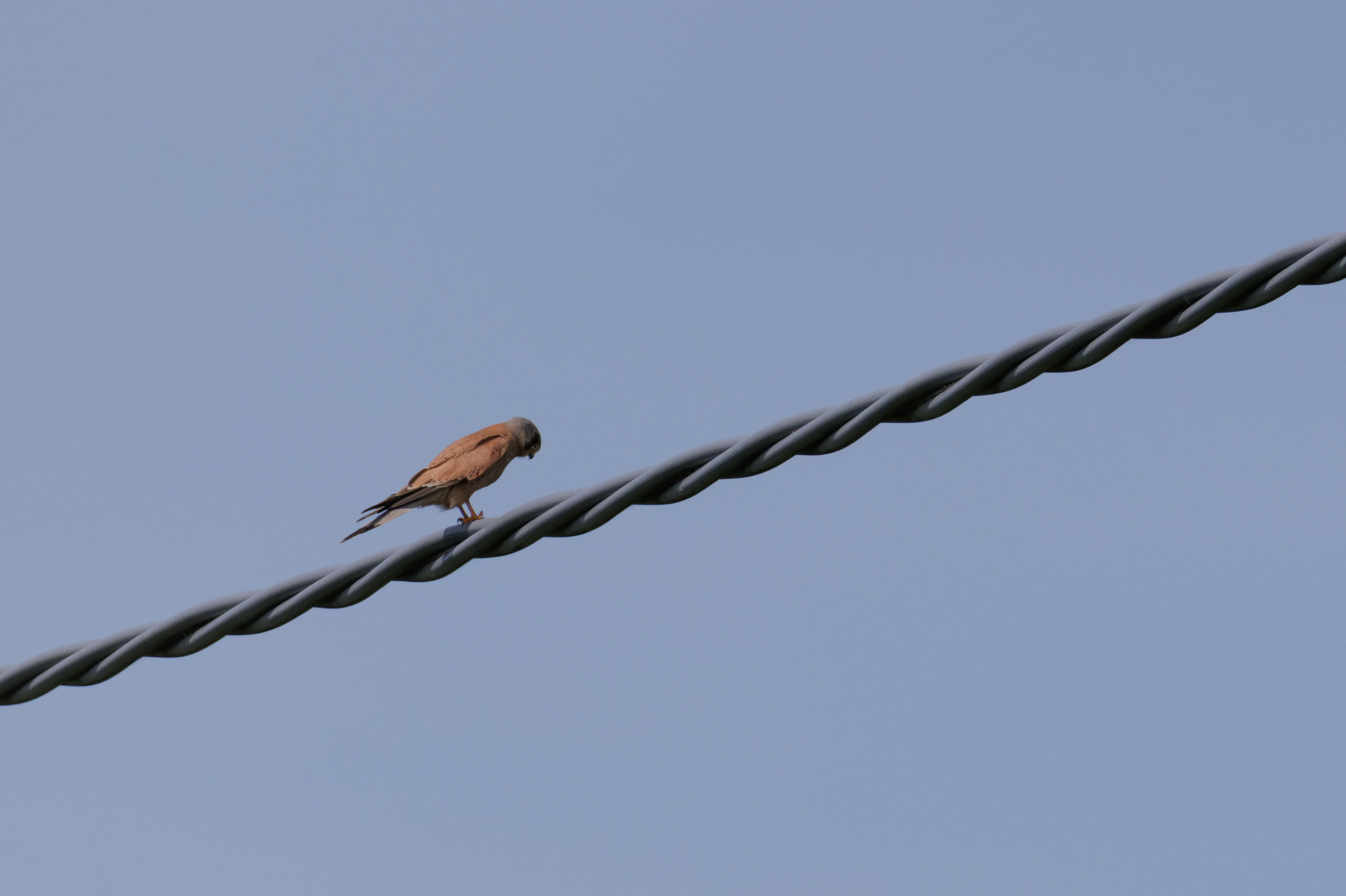 Common Kestrel on wire, Danube Delta, Romania — photo by Orlando Prugel-Bennett