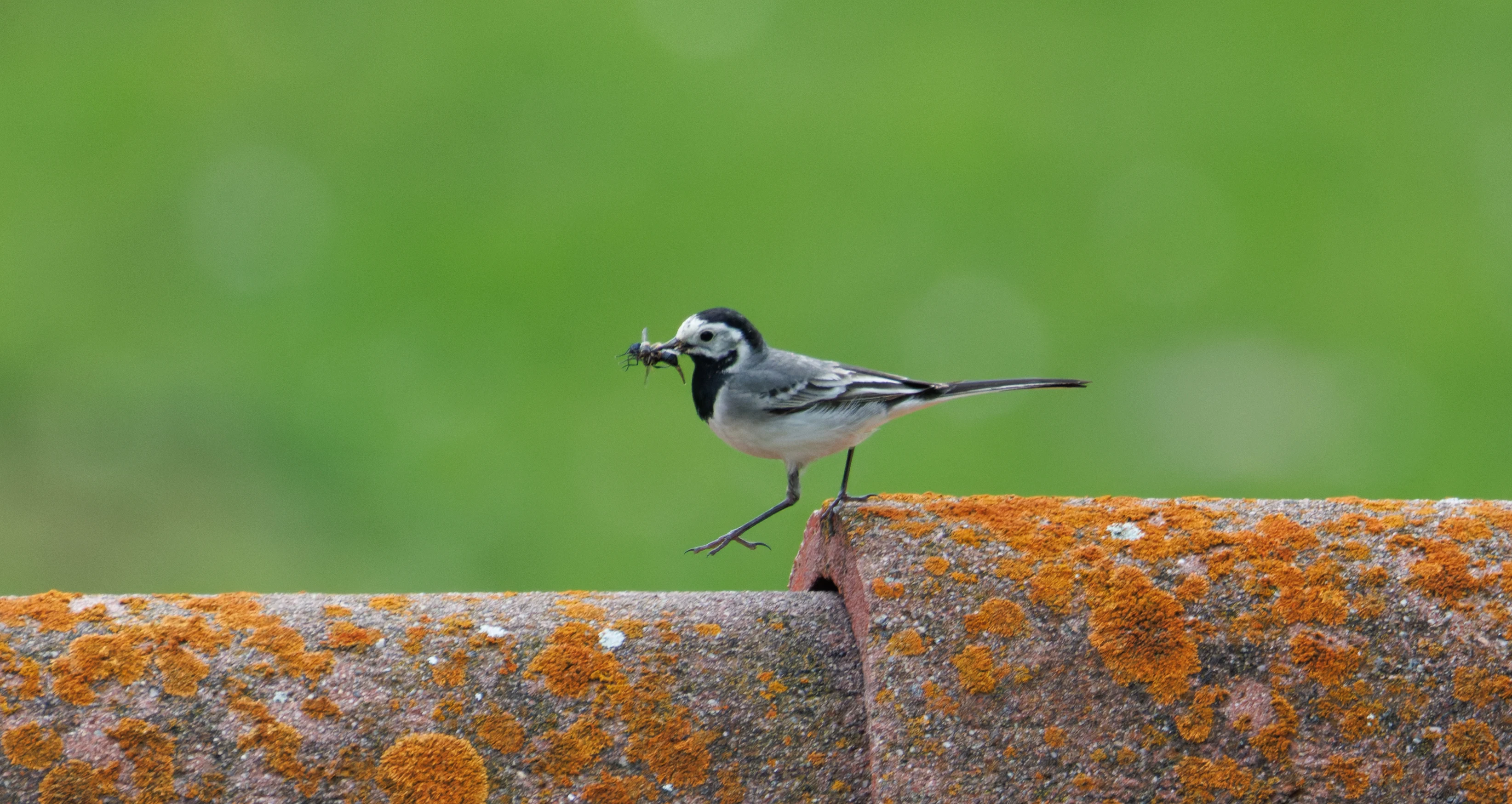 White Wagtail with insect, Transylvania, Romania — photo by Orlando Prugel-Bennett