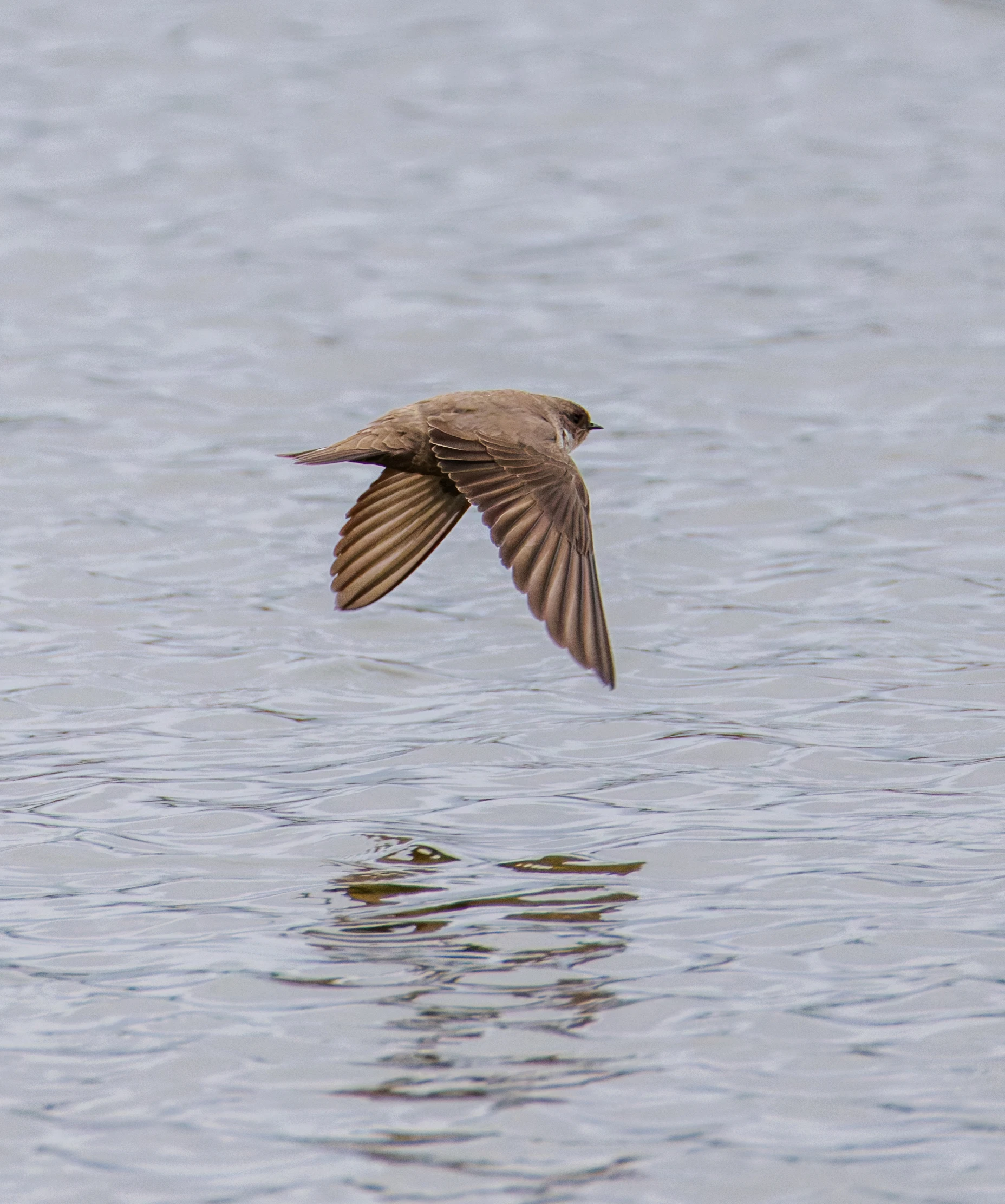 Crag Martin, Clot de Galvany, Alicante, Spain — photo by Orlando Prugel-Bennett