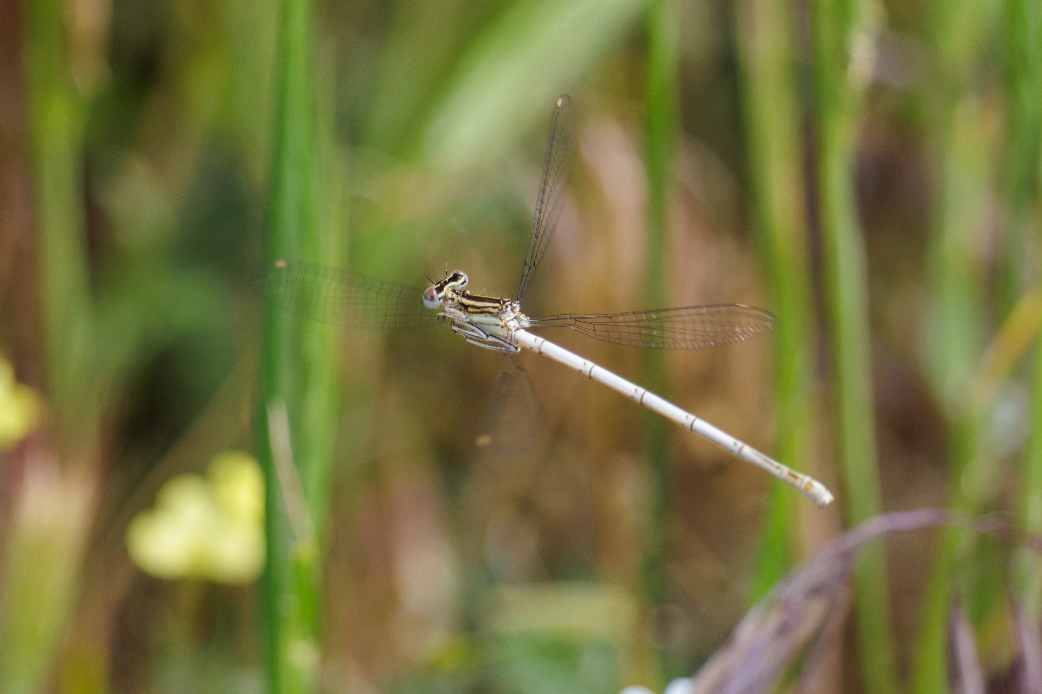 Common Blue Damselfly (female), Danube Delta, Romania — photo by Orlando Prugel-Bennett