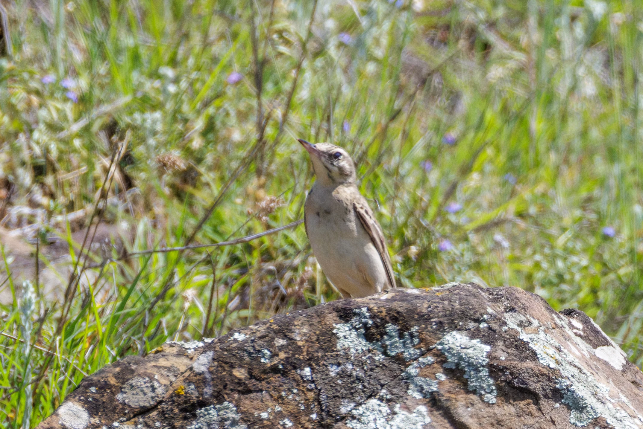 Tawny pipit, Romanian Steppe, Romania — photo by Orlando Prugel-Bennett