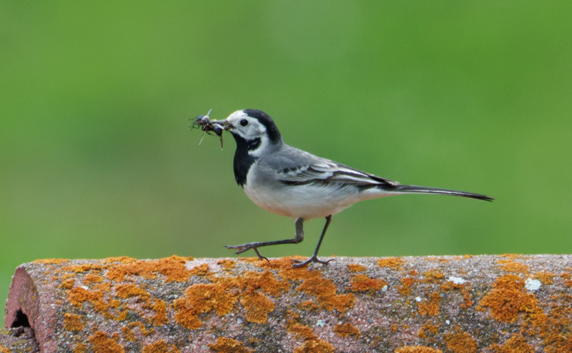White Wagtail with insect, Transylvania, Romania — photo by Orlando Prugel-Bennett