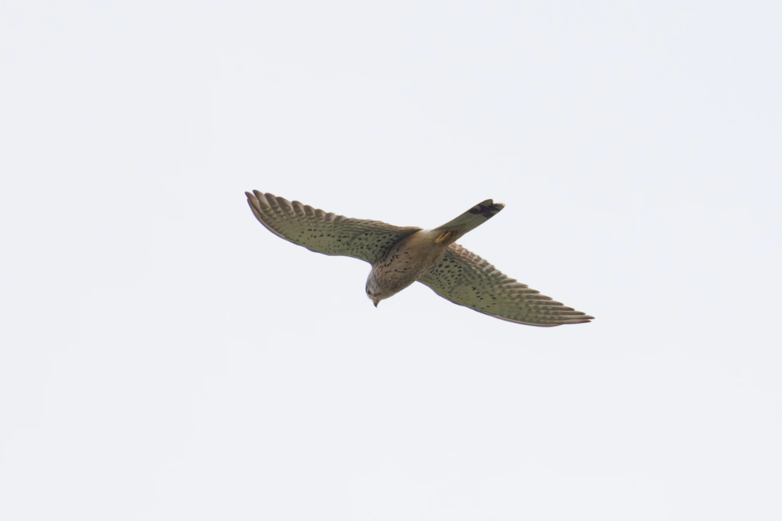 Common Kestrel, Romania — photo by Orlando Prugel-Bennett
