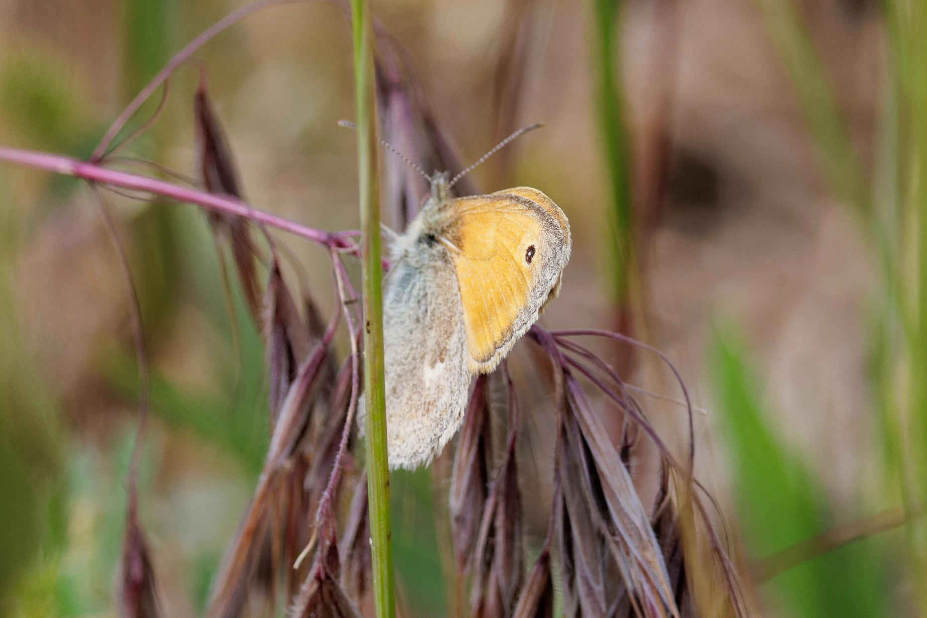 Small Heath butterfly, Danube Delta, Romania — photo by Orlando Prugel-Bennett