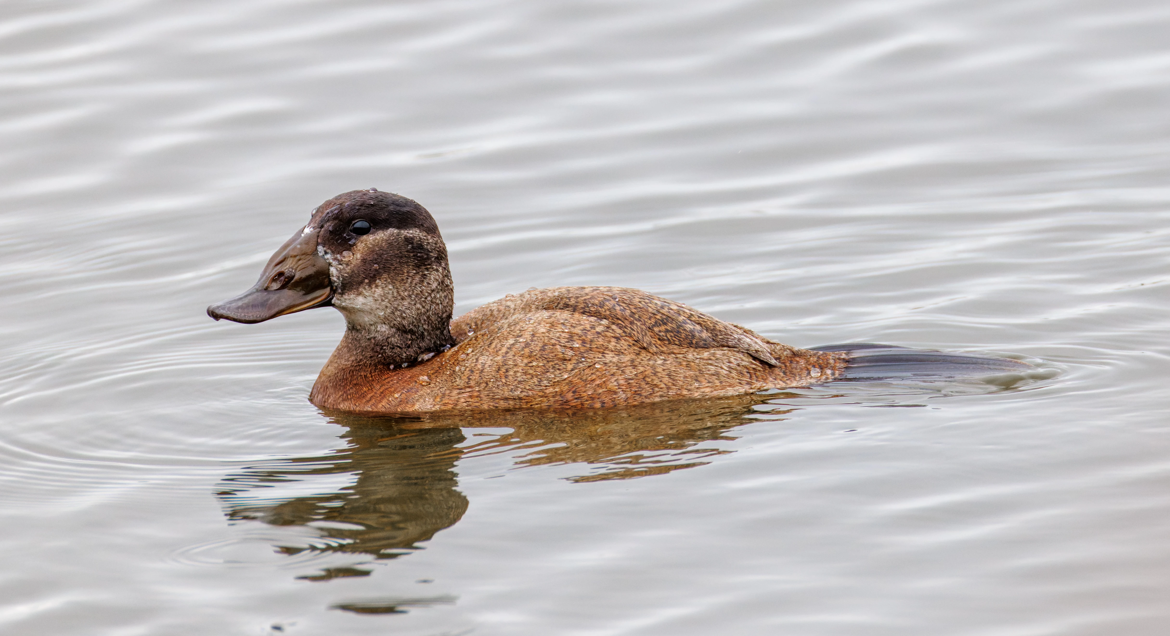 White-headed Duck (Juvinile), Clot de Galvany, Alicante, Spain — photo by Orlando Prugel-Bennett
