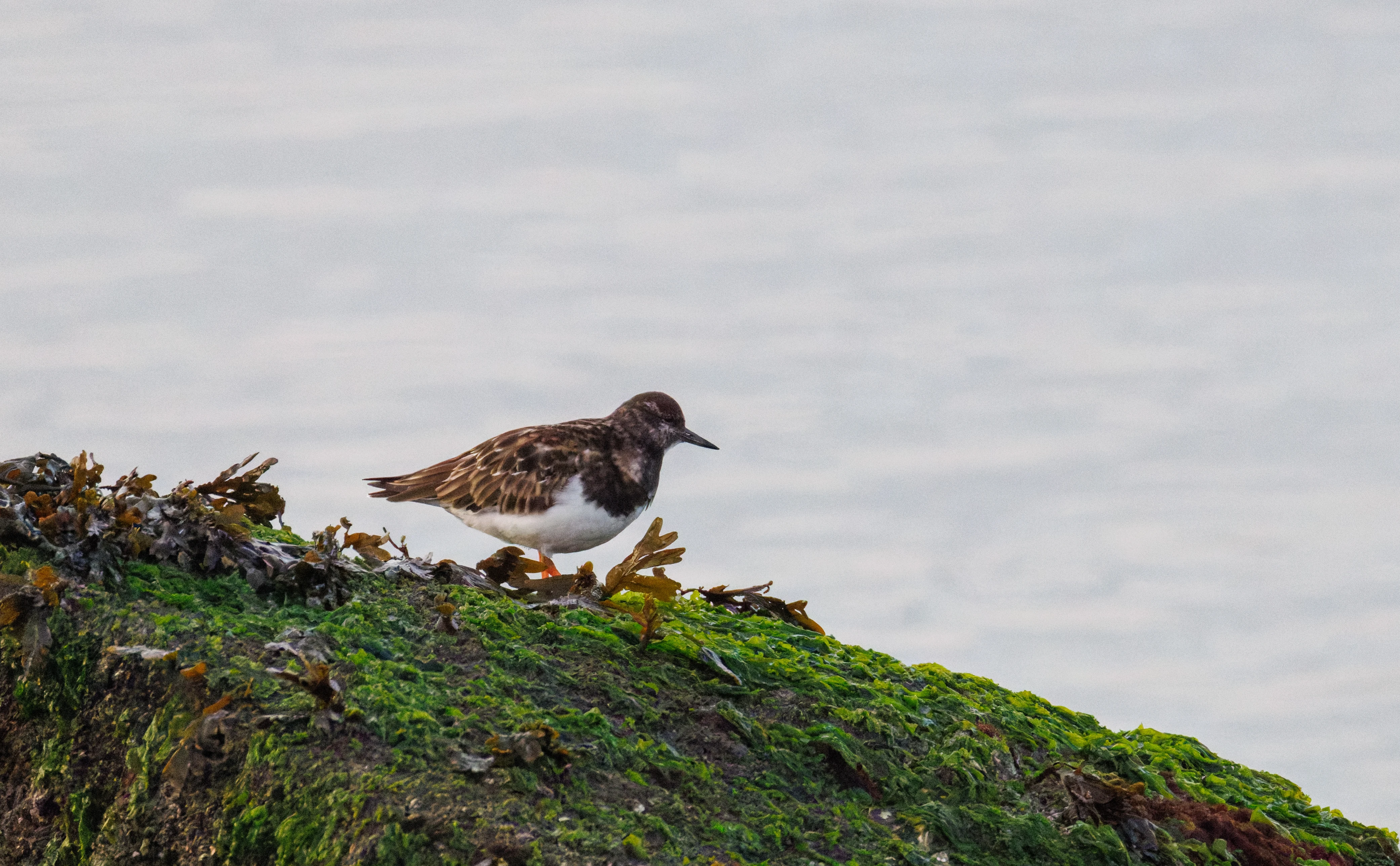 Ruddy Turnstone, Zeeland, Netherlands — photo by Orlando Prugel-Bennett