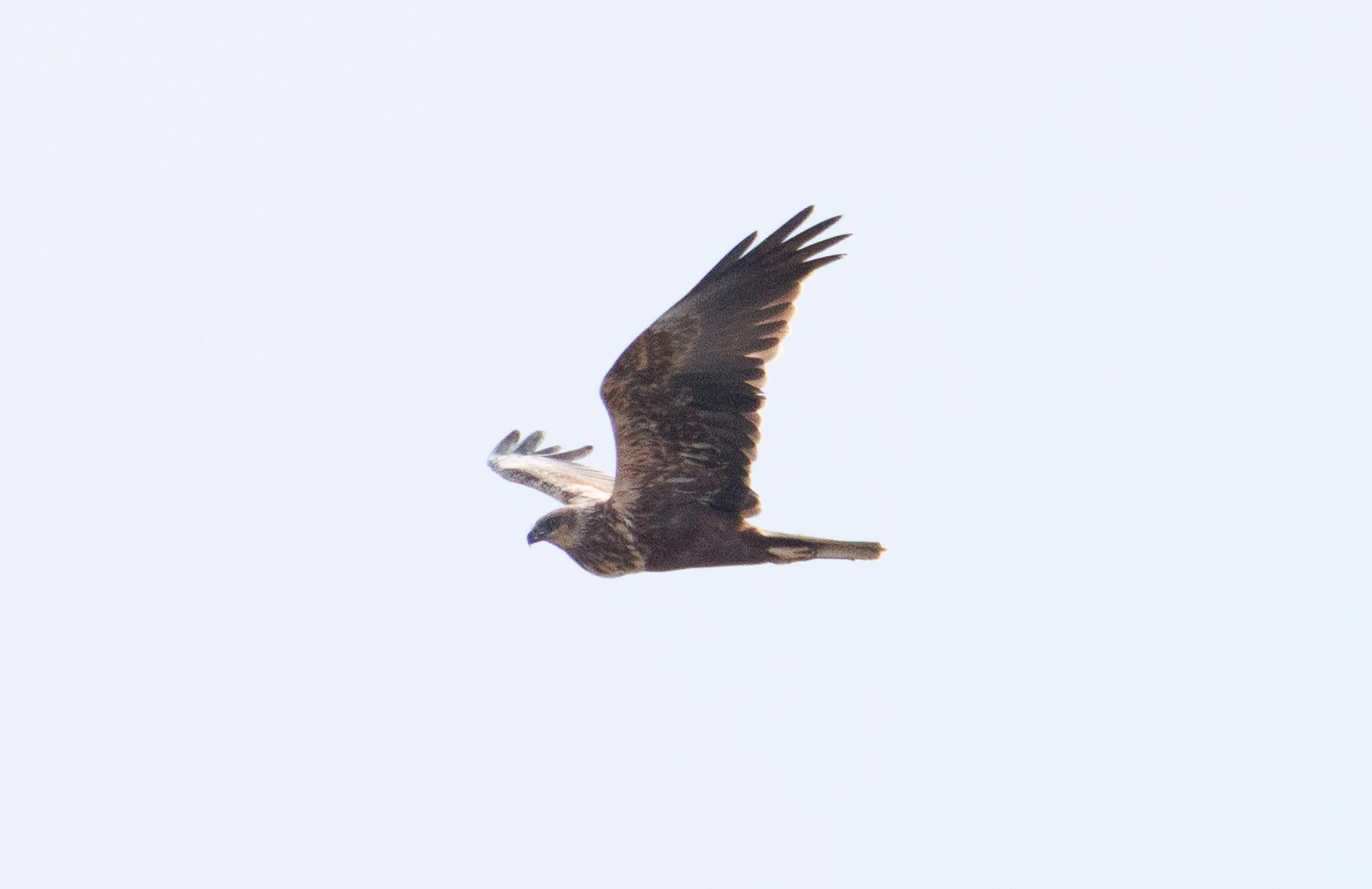 Western Marsh Harrier, El Hondo, Spain — photo by Orlando Prugel-Bennett