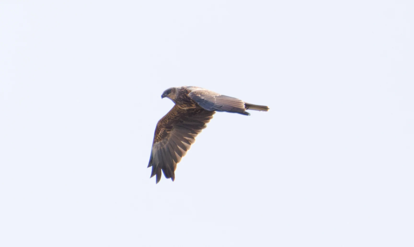 Western Marsh Harrier, El Hondo, Spain — photo by Orlando Prugel-Bennett