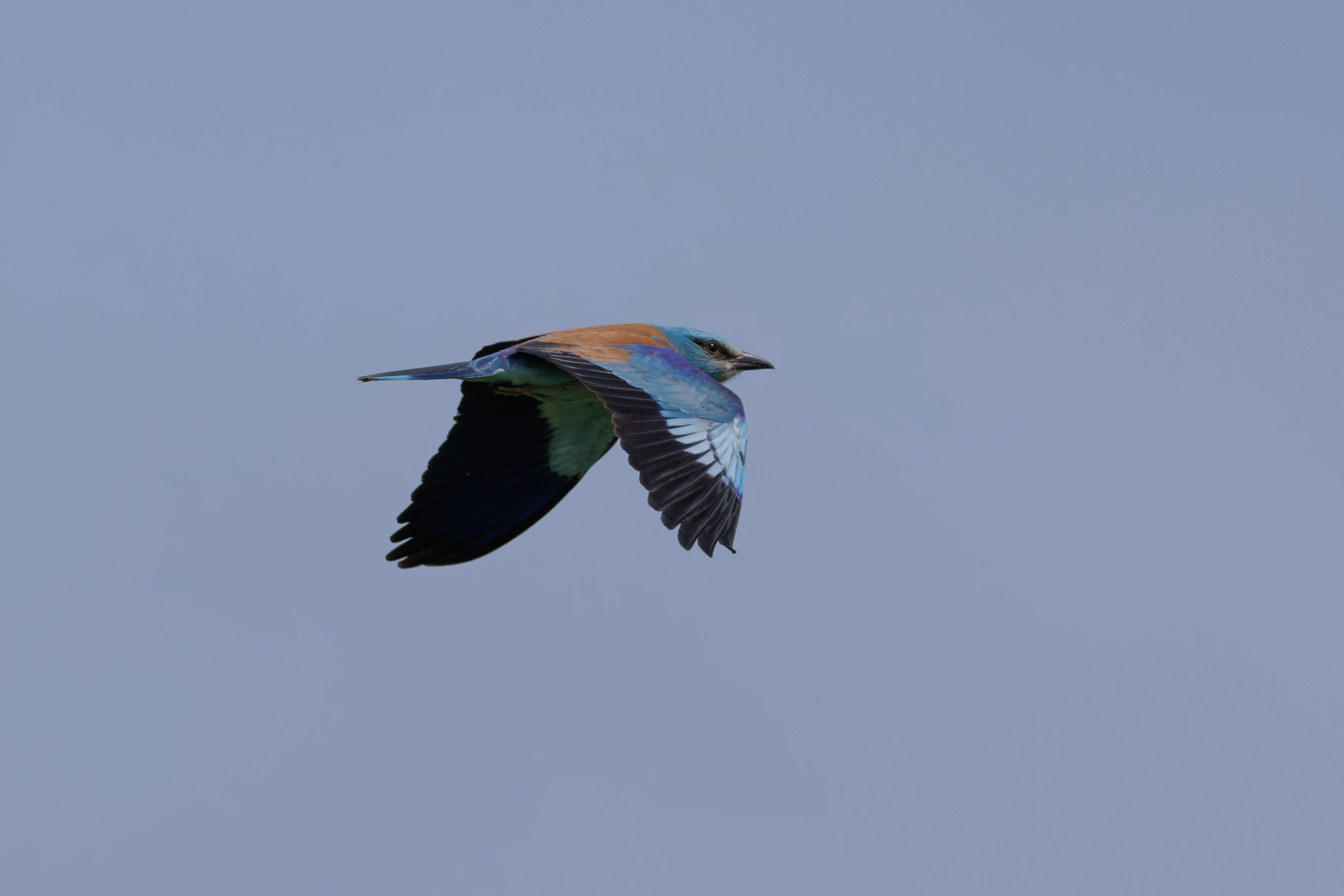 European Roller in flight, Danube Delta, Romania — photo by Orlando Prugel-Bennett