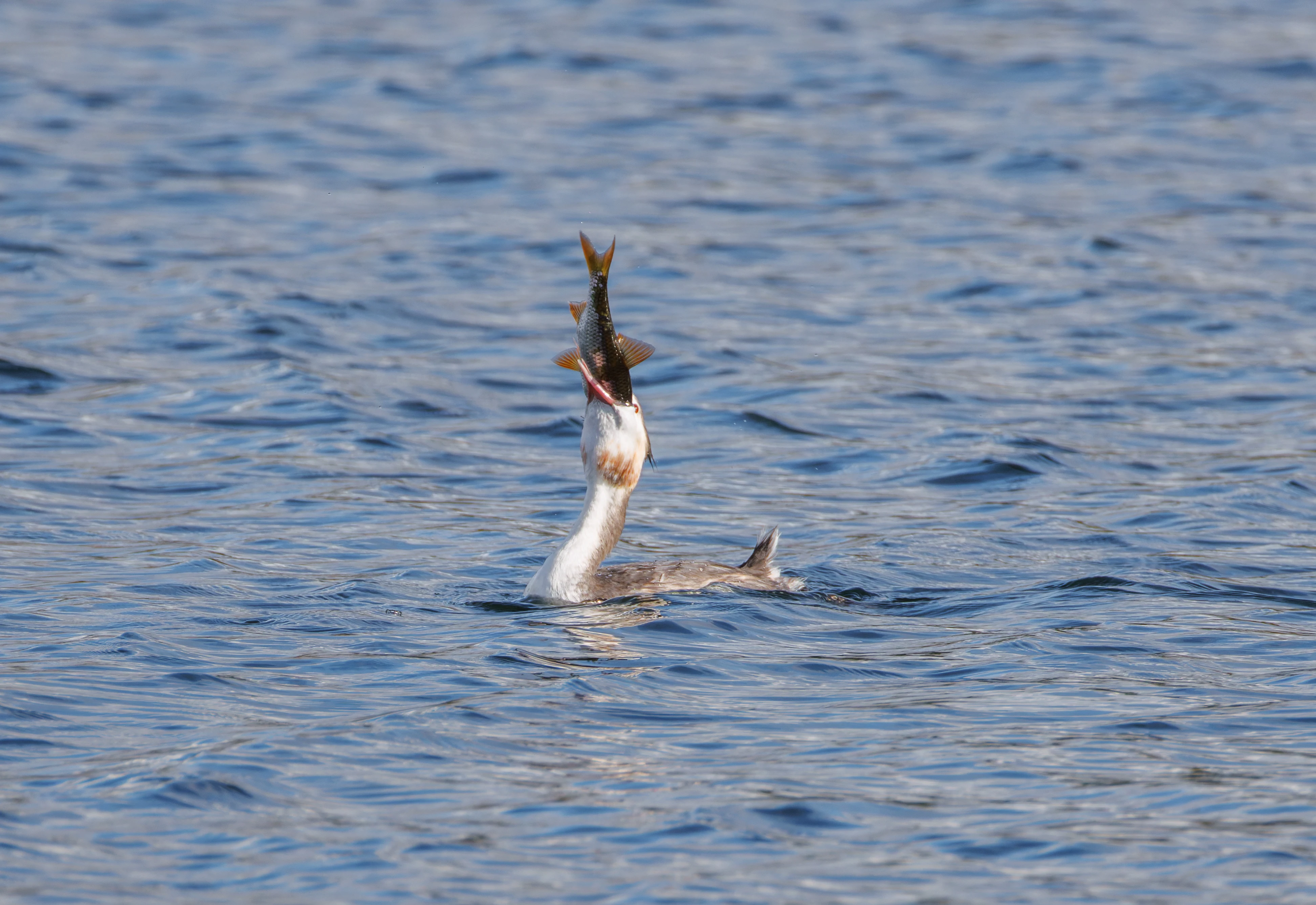 Great Crested Grebe with fish, Blashford Lakes, Hampshire, UK — photo by Orlando Prugel-Bennett