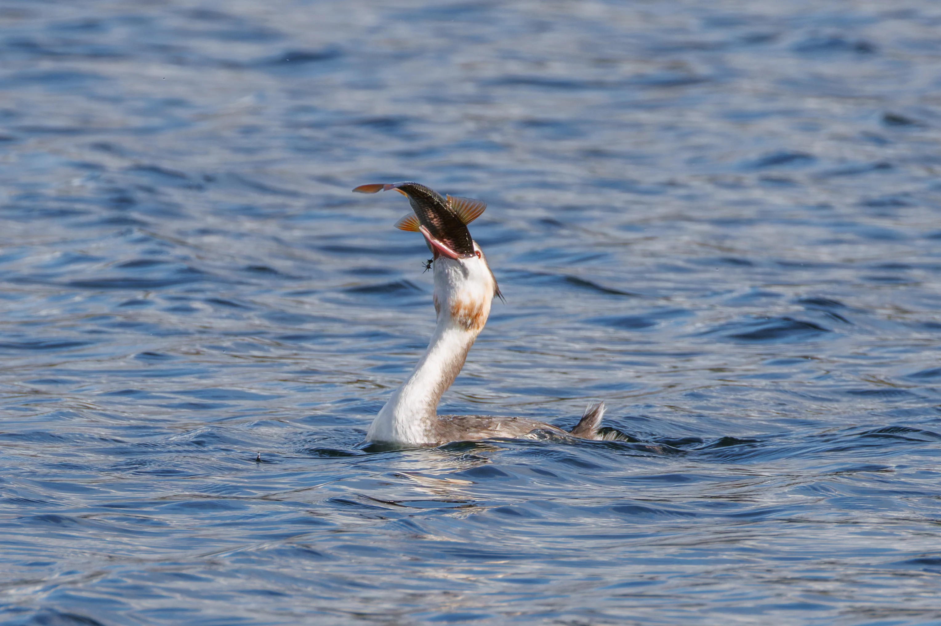 Great Crested Grebe with fish, Blashford Lakes, Hampshire, UK — photo by Orlando Prugel-Bennett