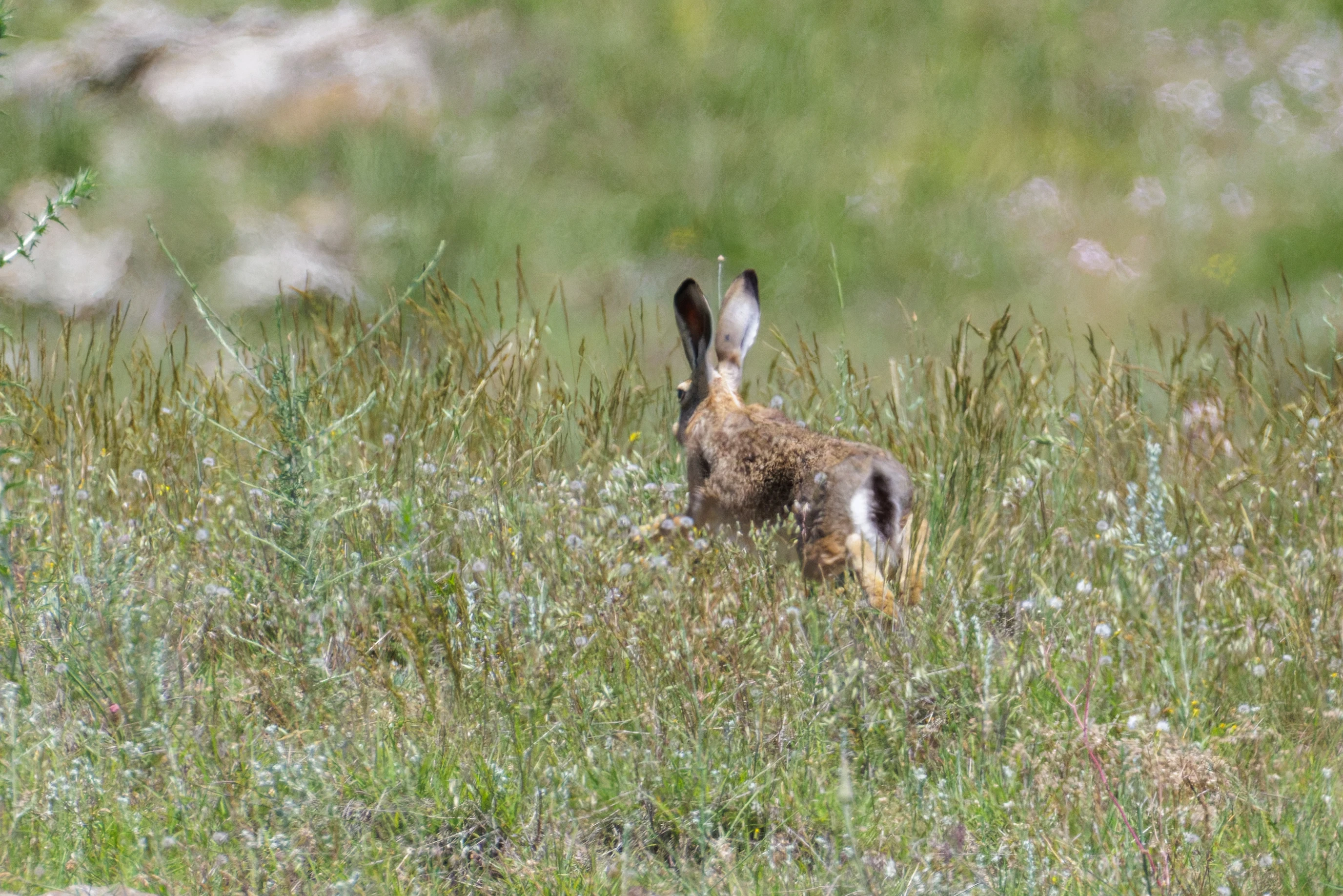 European Hare, Romanian Steppe, Romania — photo by Orlando Prugel-Bennett