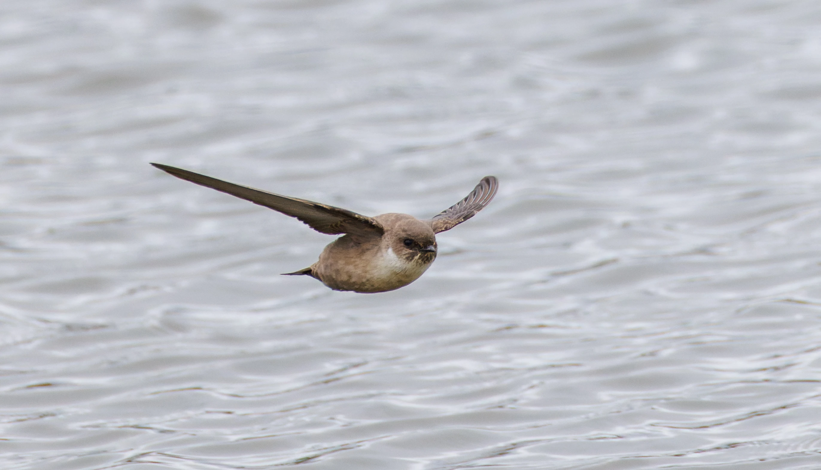 Crag Martin, Clot de Galvany, Alicante, Spain — photo by Orlando Prugel-Bennett