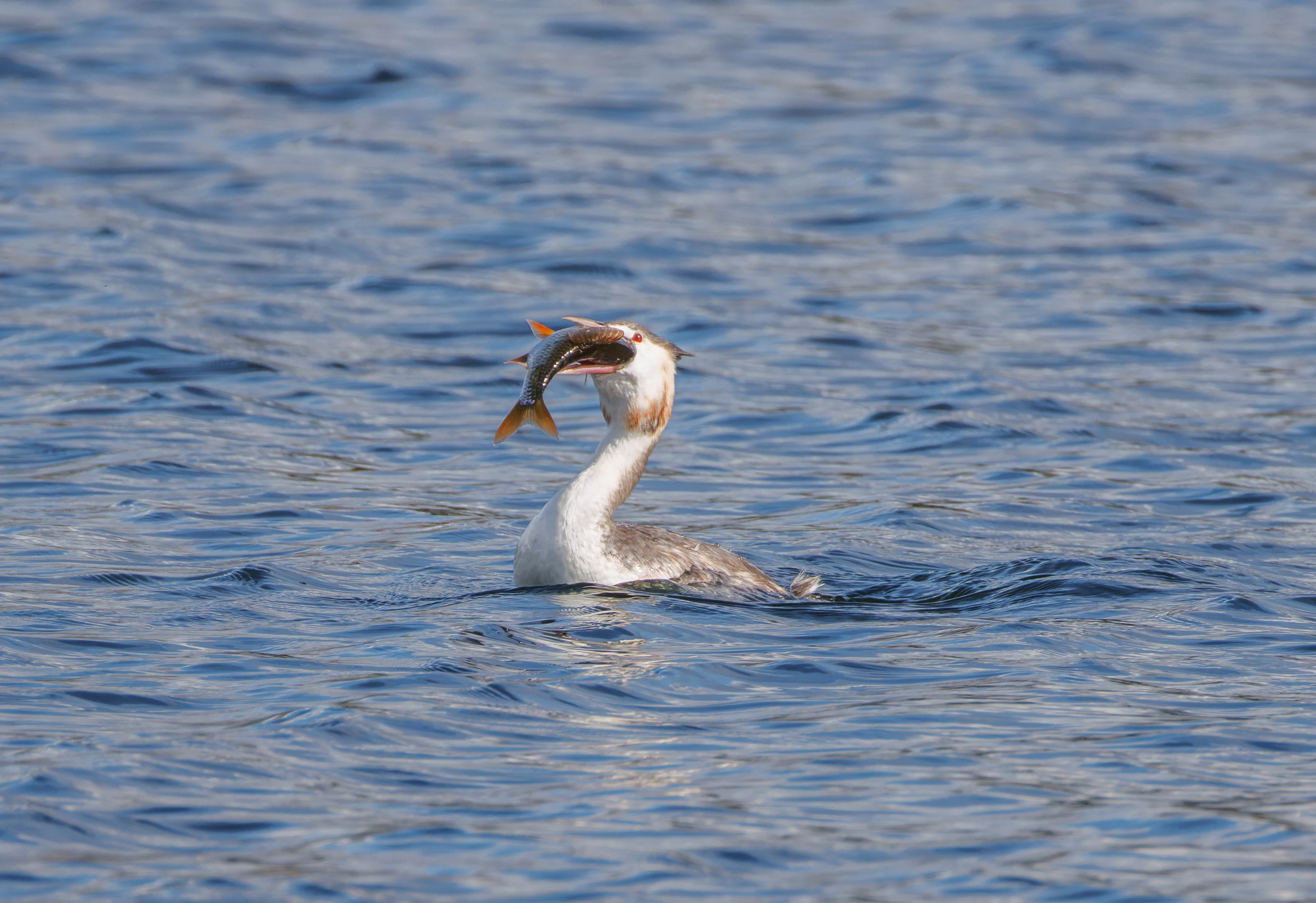 Great Crested Grebe with fish, Blashford Lakes, Hampshire, UK — photo by Orlando Prugel-Bennett