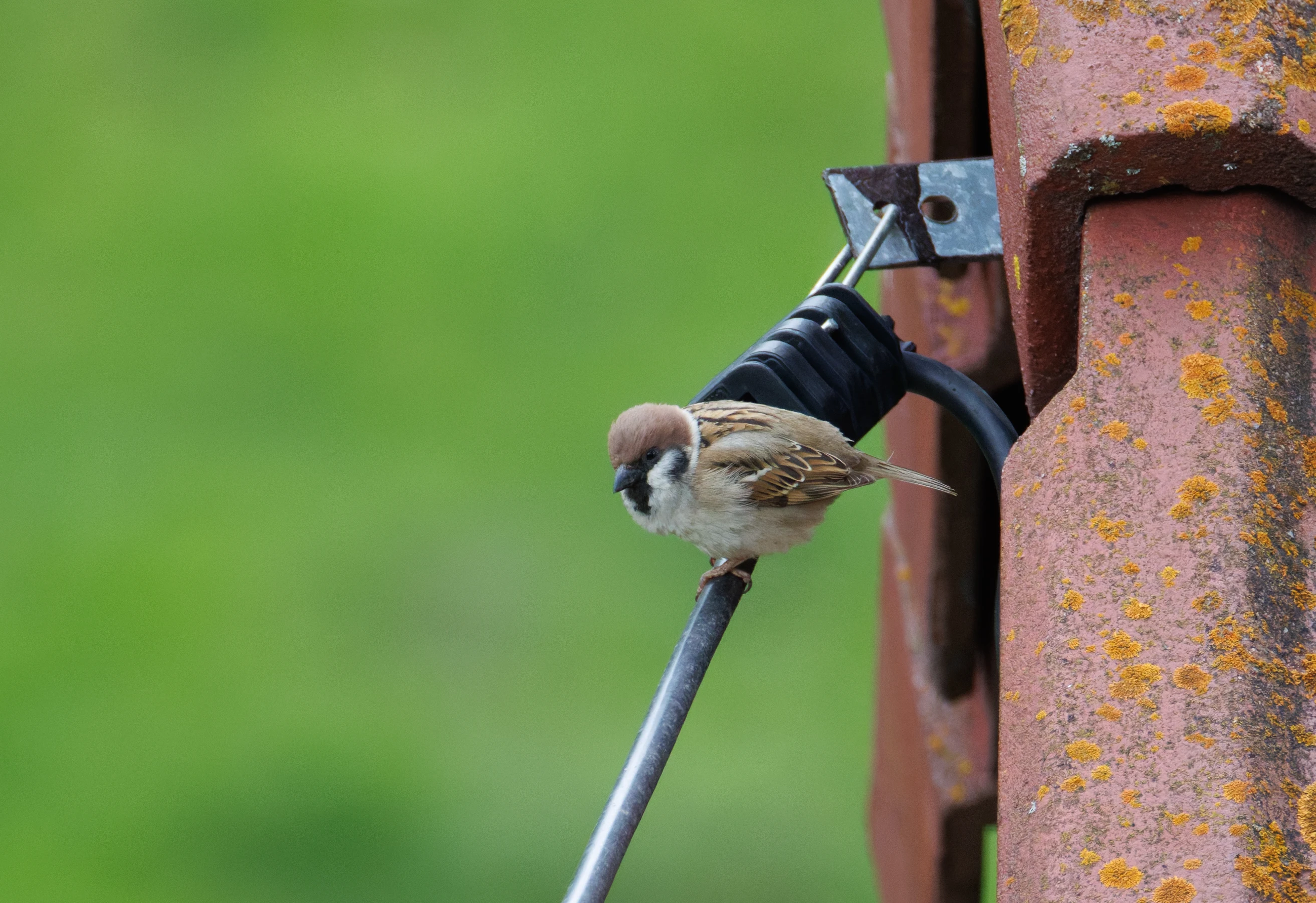 Eurasian Tree Sparrow, Transylvania, Romania — photo by Orlando Prugel-Bennett