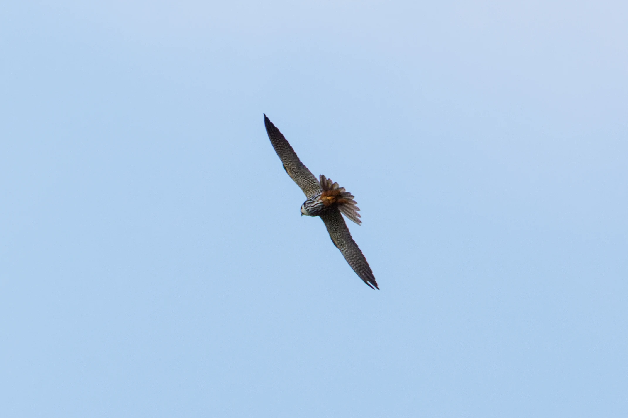 Hobby, Romania — photo by Orlando Prugel-Bennett