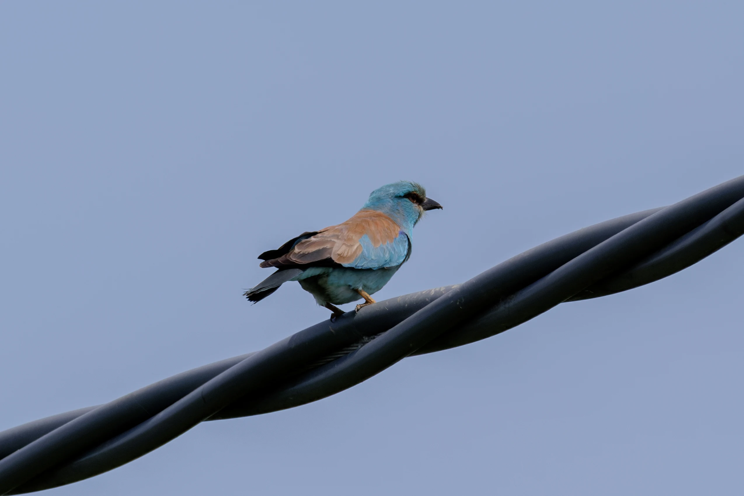 European Roller, Danube Delta, Romania — photo by Orlando Prugel-Bennett