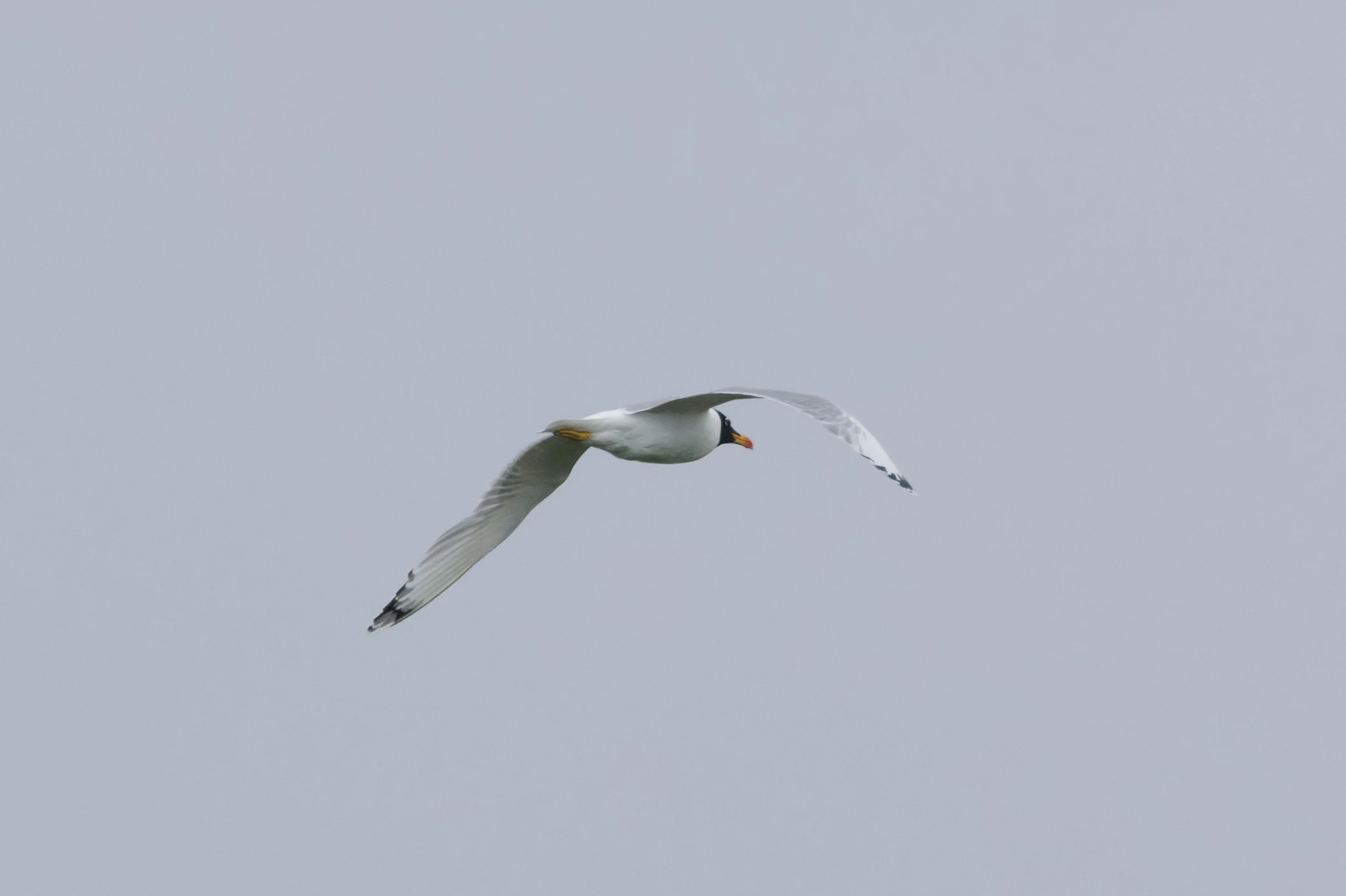 Pallas's Gull, Danube Delta, Romania — photo by Orlando Prugel-Bennett