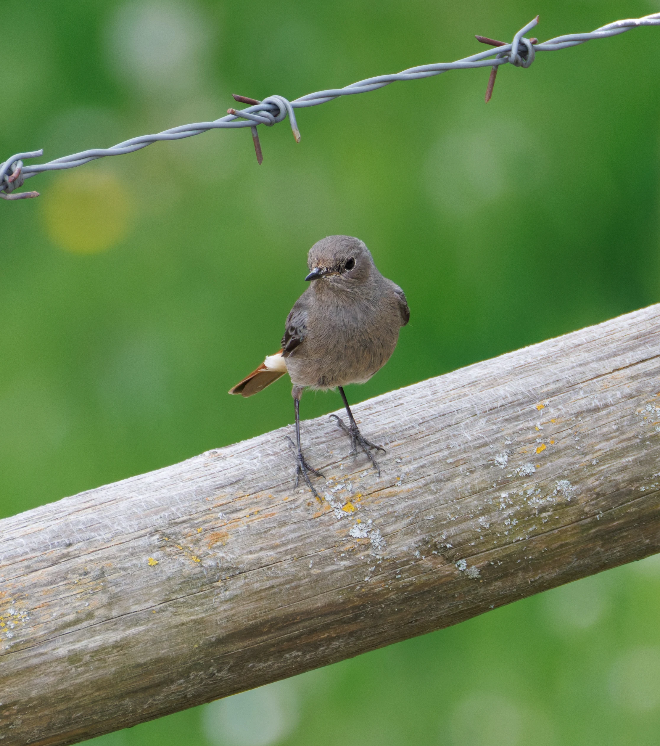 Black Redstart, Transylvania, Romania — photo by Orlando Prugel-Bennett