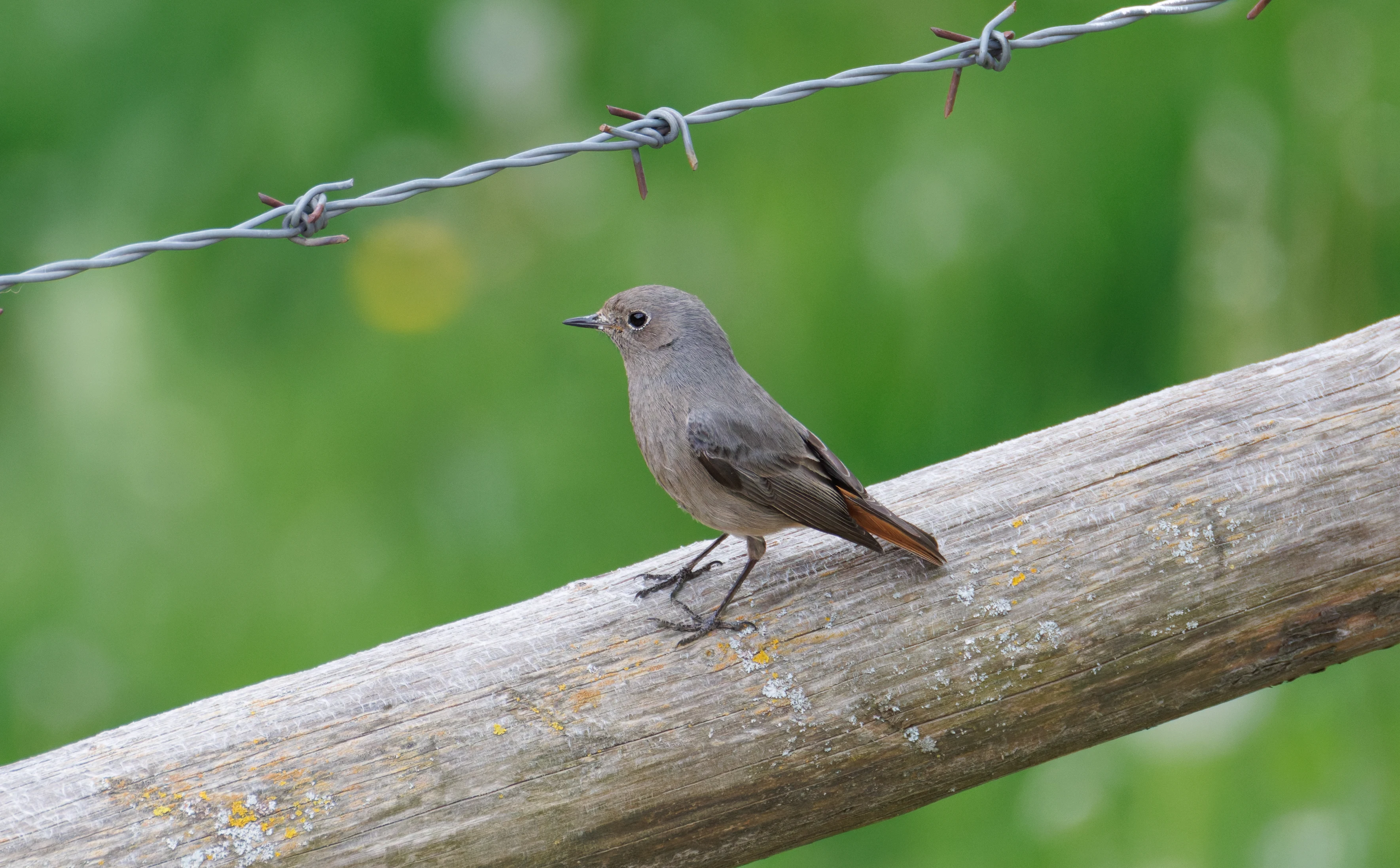 Black Redstart, Transylvania, Romania — photo by Orlando Prugel-Bennett