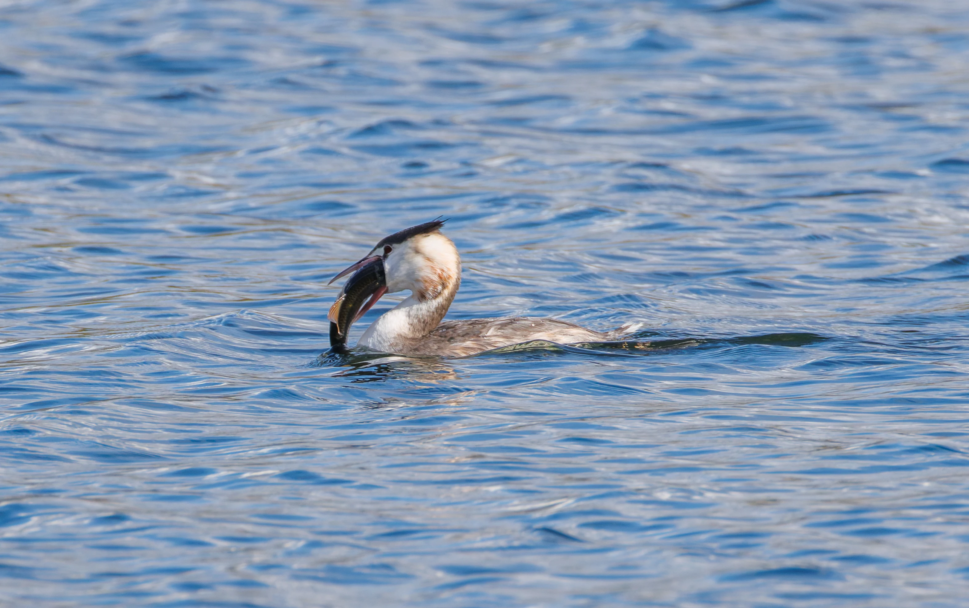 Great Crested Grebe with fish, Blashford Lakes, Hampshire, UK — photo by Orlando Prugel-Bennett