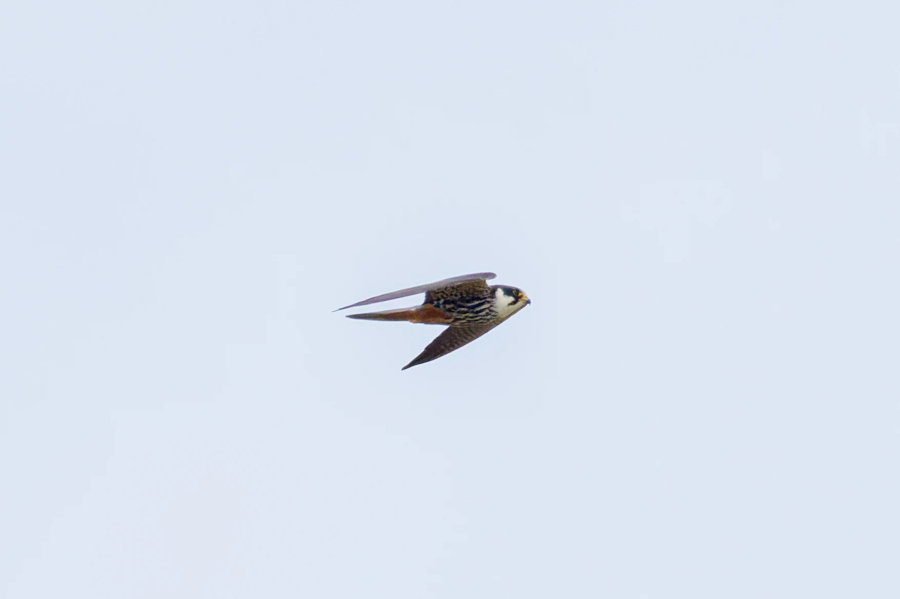 Hobby, Romania — photo by Orlando Prugel-Bennett