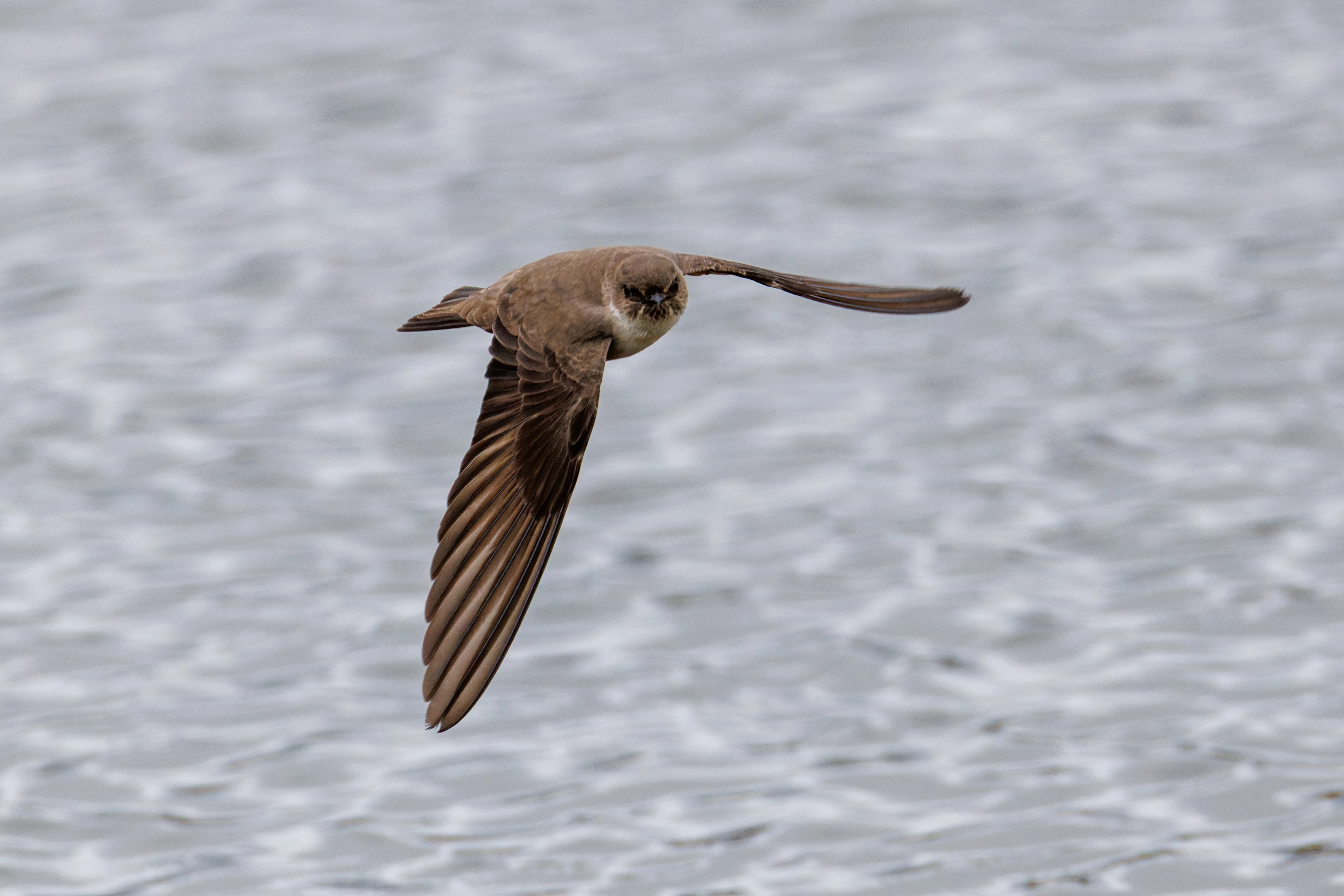 Crag Martin, Clot de Galvany, Alicante, Spain — photo by Orlando Prugel-Bennett