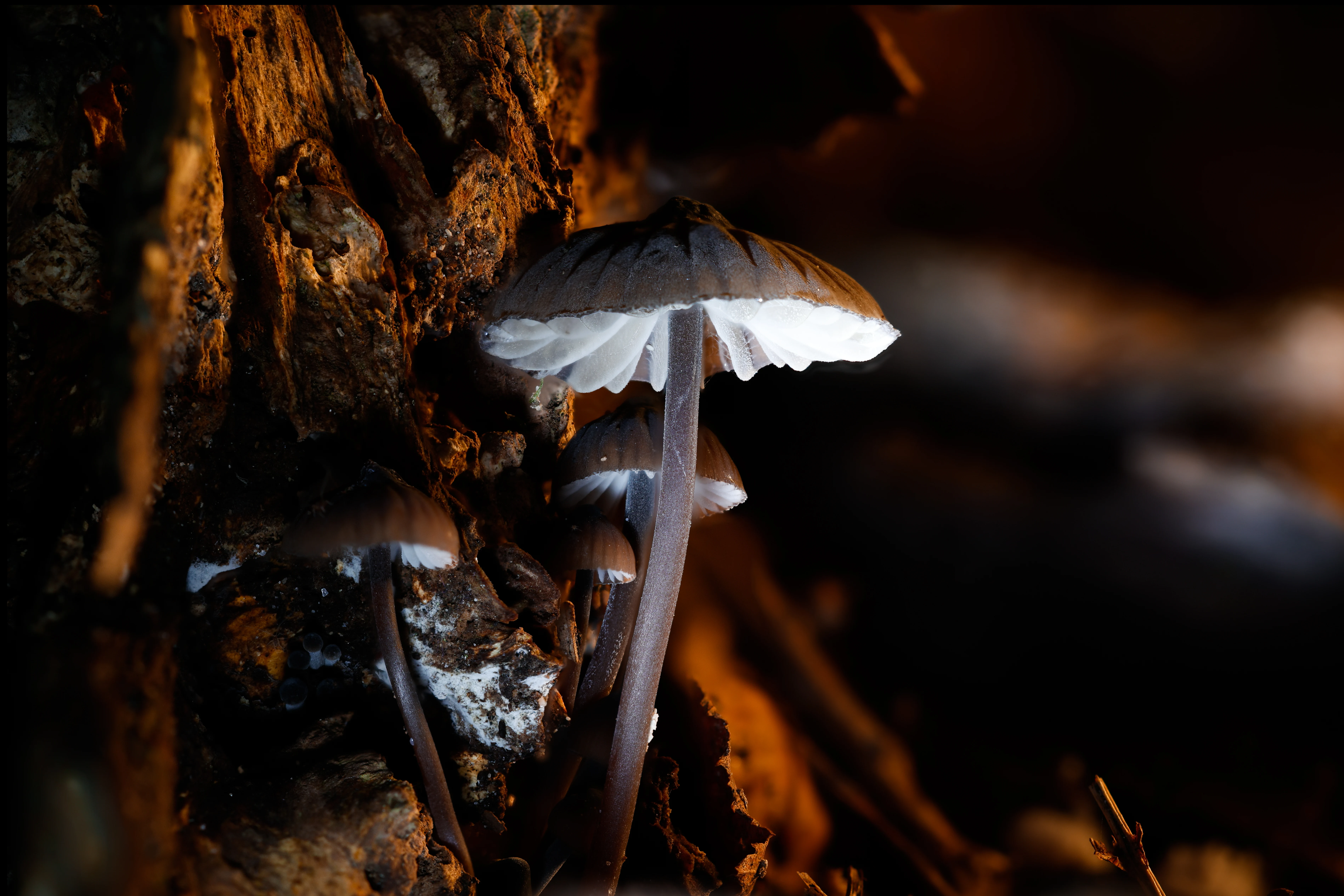 Bonnet mushrooms, Hawkhill Enclosure, Hampshire, UK — photo by Orlando Prugel-Bennett