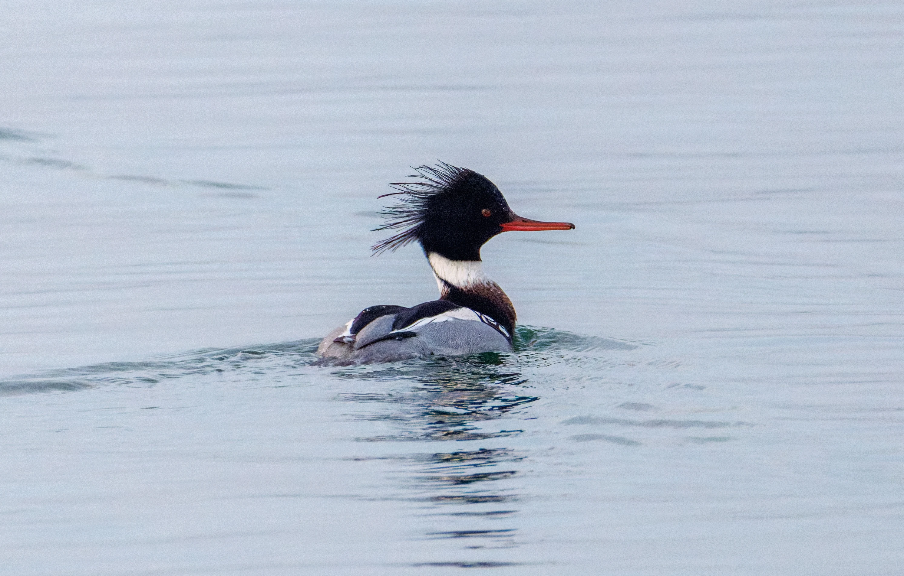 Red-breasted Merganser, Zeeland, Netherlands — photo by Orlando Prugel-Bennett