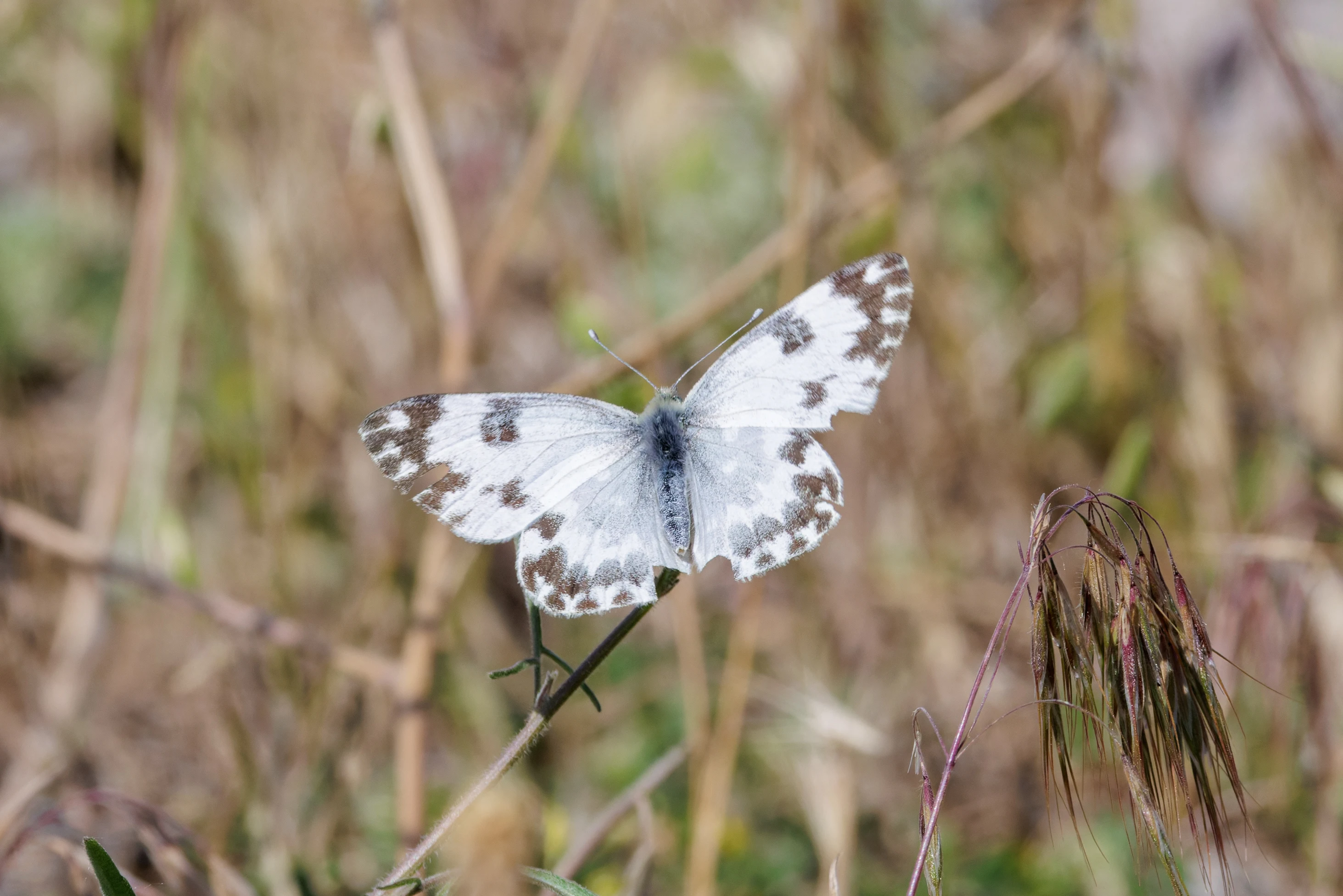 Bath White butterfly, Romanian Steppe, Romania — photo by Orlando Prugel-Bennett