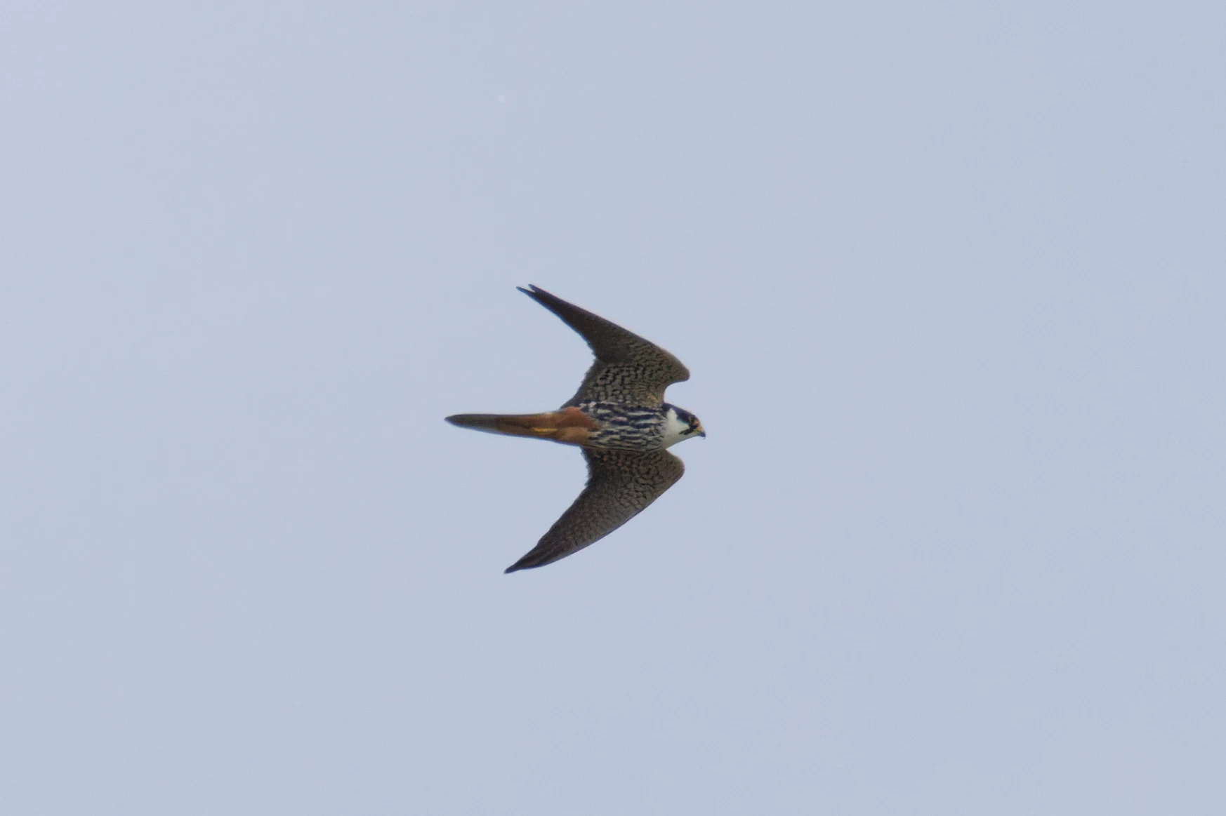 Hobby, Romania — photo by Orlando Prugel-Bennett