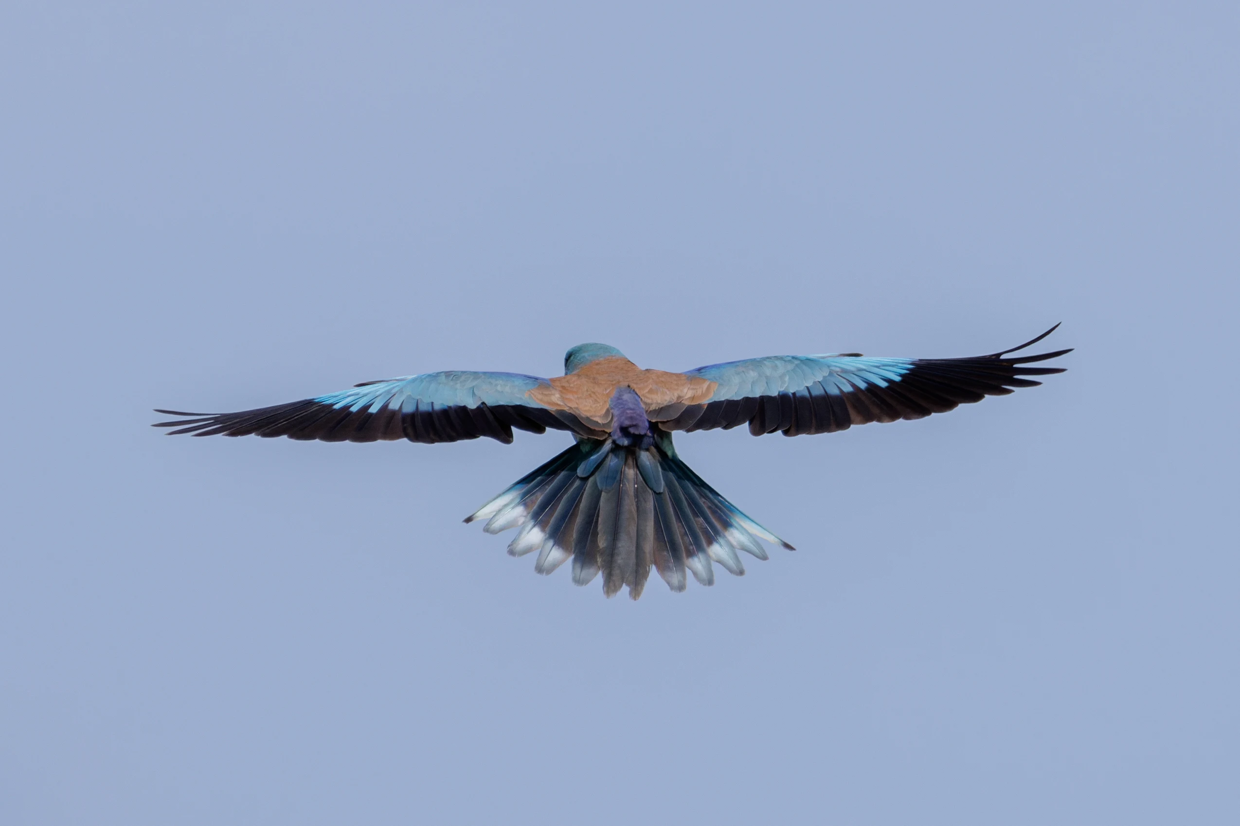 European Roller in flight, Danube Delta, Romania — photo by Orlando Prugel-Bennett