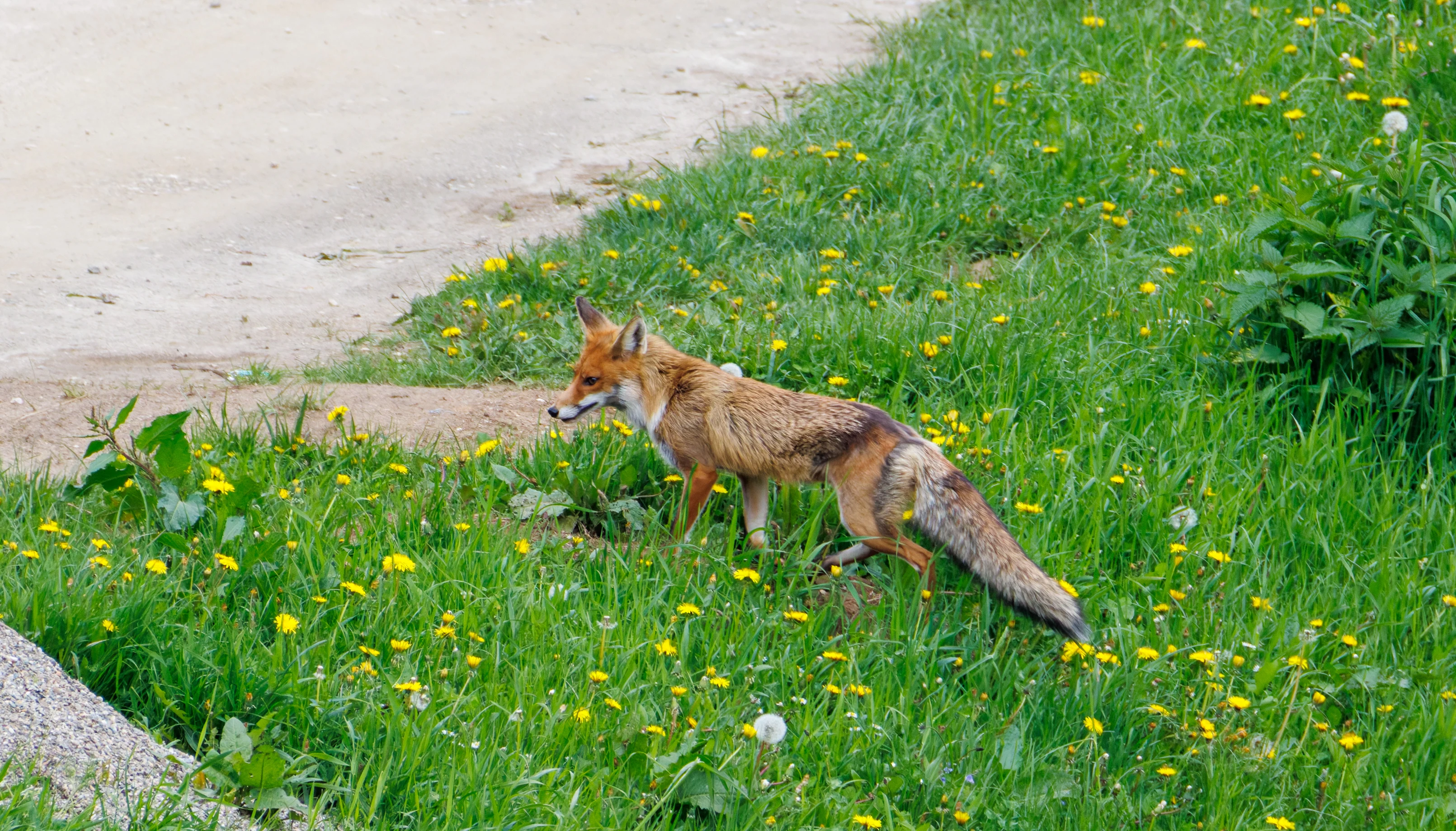 Red Fox, Transylvania, Romania — photo by Orlando Prugel-Bennett