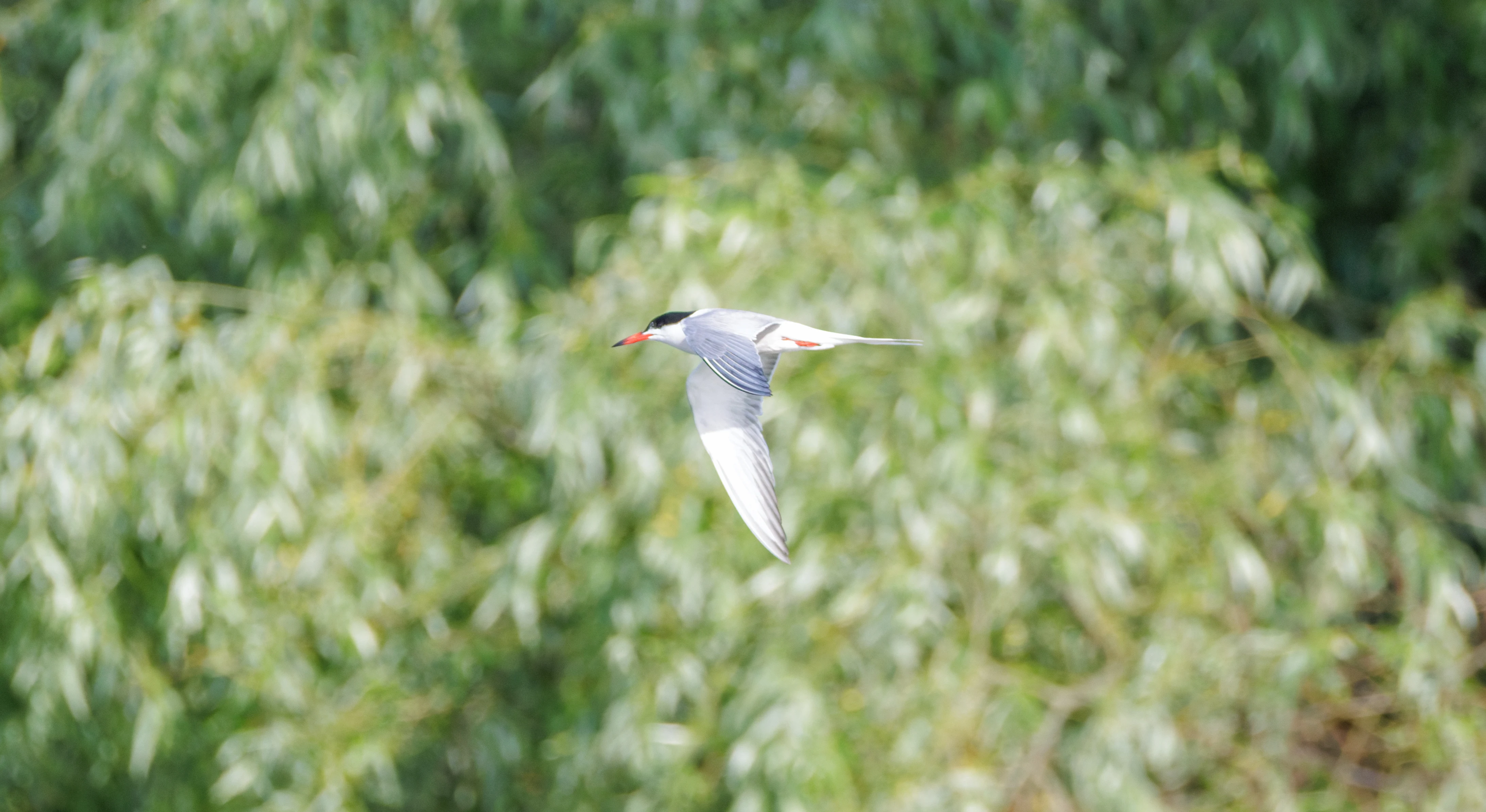 Common Tern, Danube Delta, Romania — photo by Orlando Prugel-Bennett