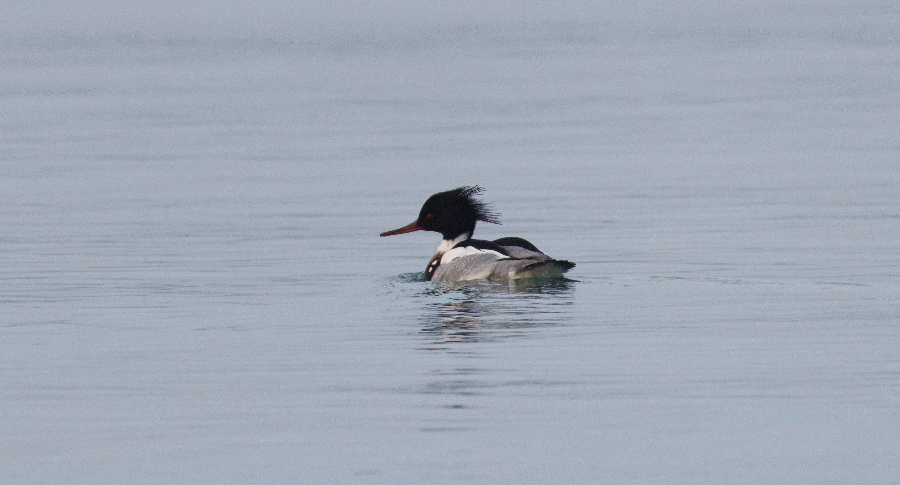 Red-breasted Merganser, Zeeland, Netherlands — photo by Orlando Prugel-Bennett