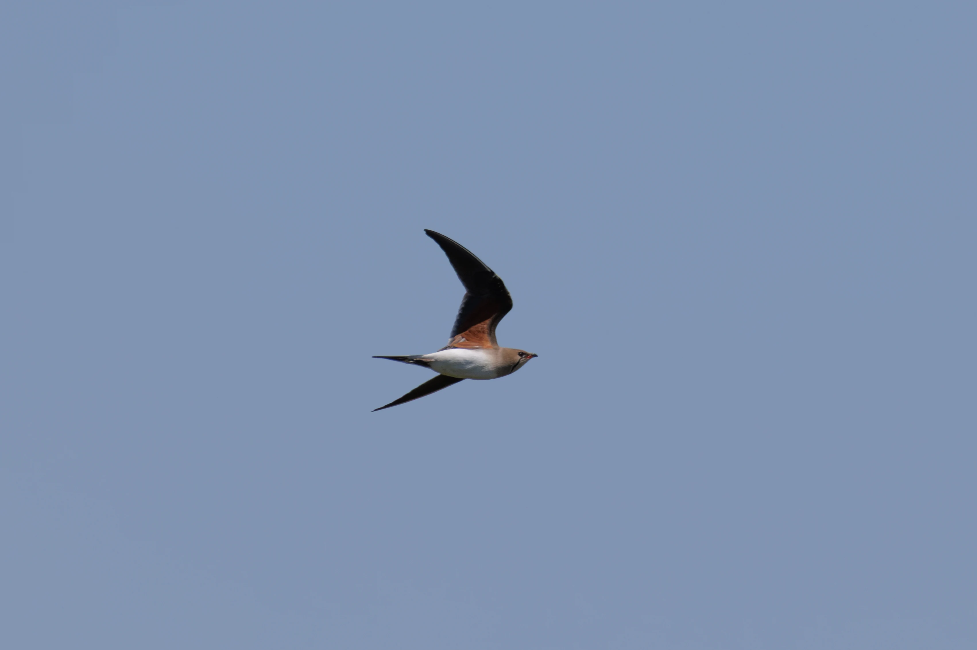 Collared Pratincole, Romanian Steppe, Romania — photo by Orlando Prugel-Bennett