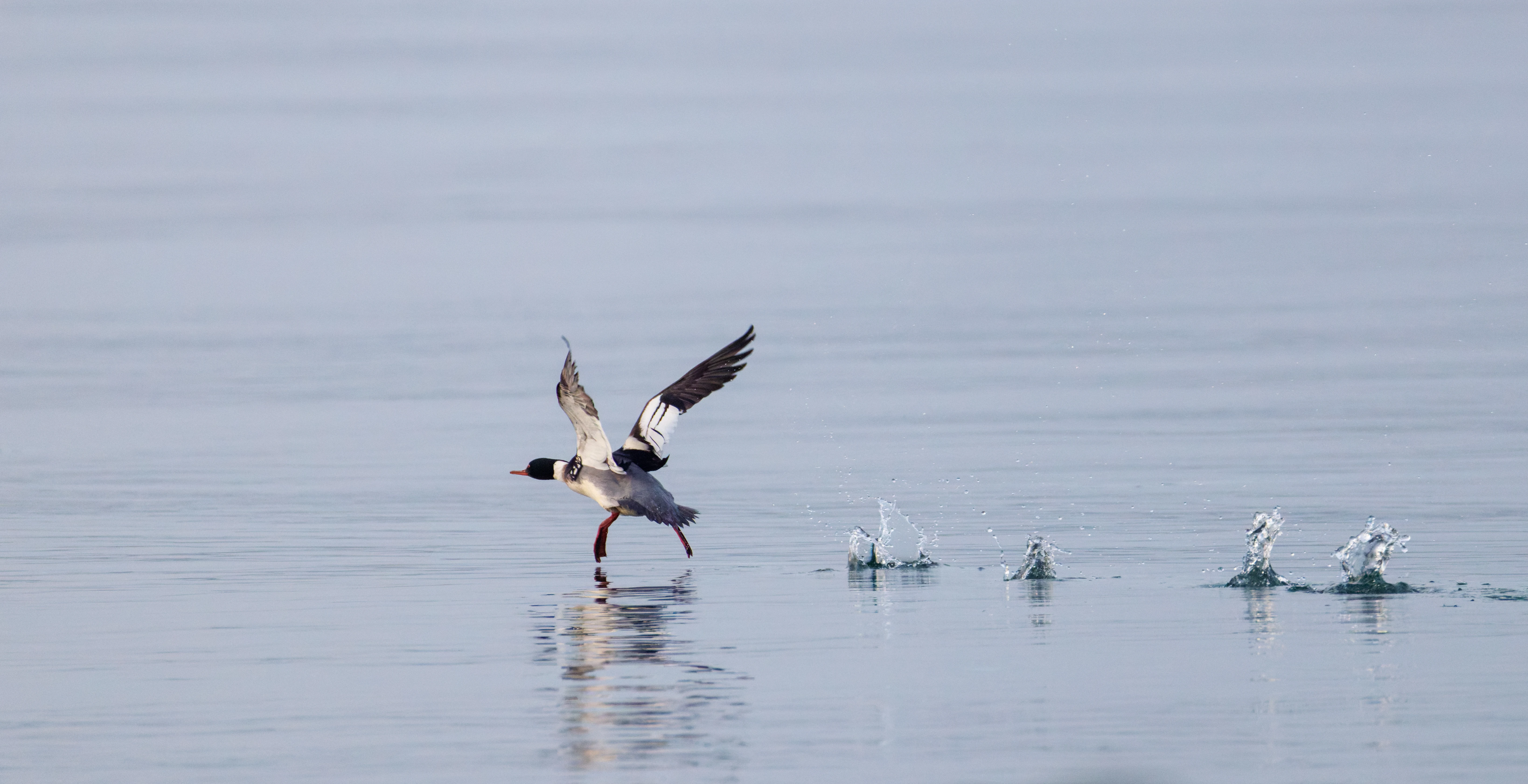 Red-breasted Merganser, Zeeland, Netherlands — photo by Orlando Prugel-Bennett