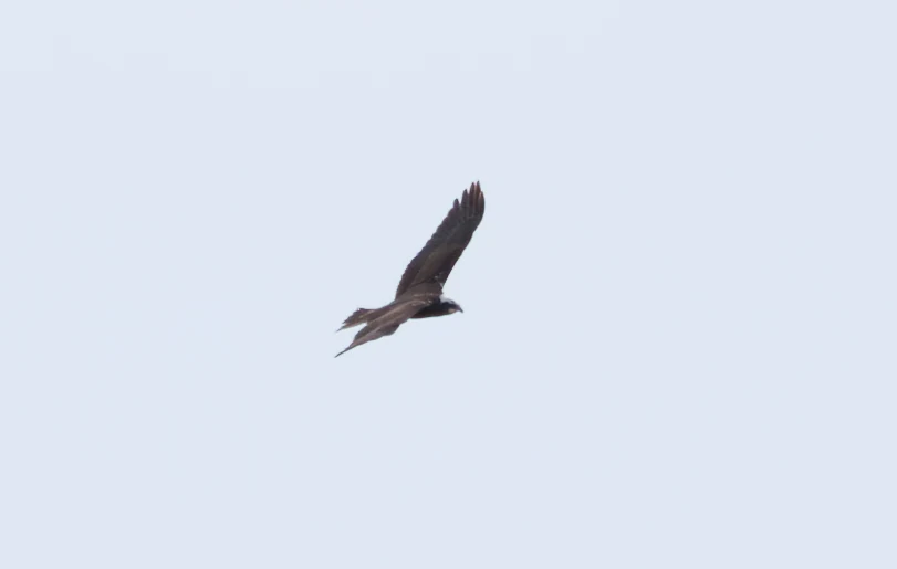 Western Marsh Harrier, El Hondo, Spain — photo by Orlando Prugel-Bennett